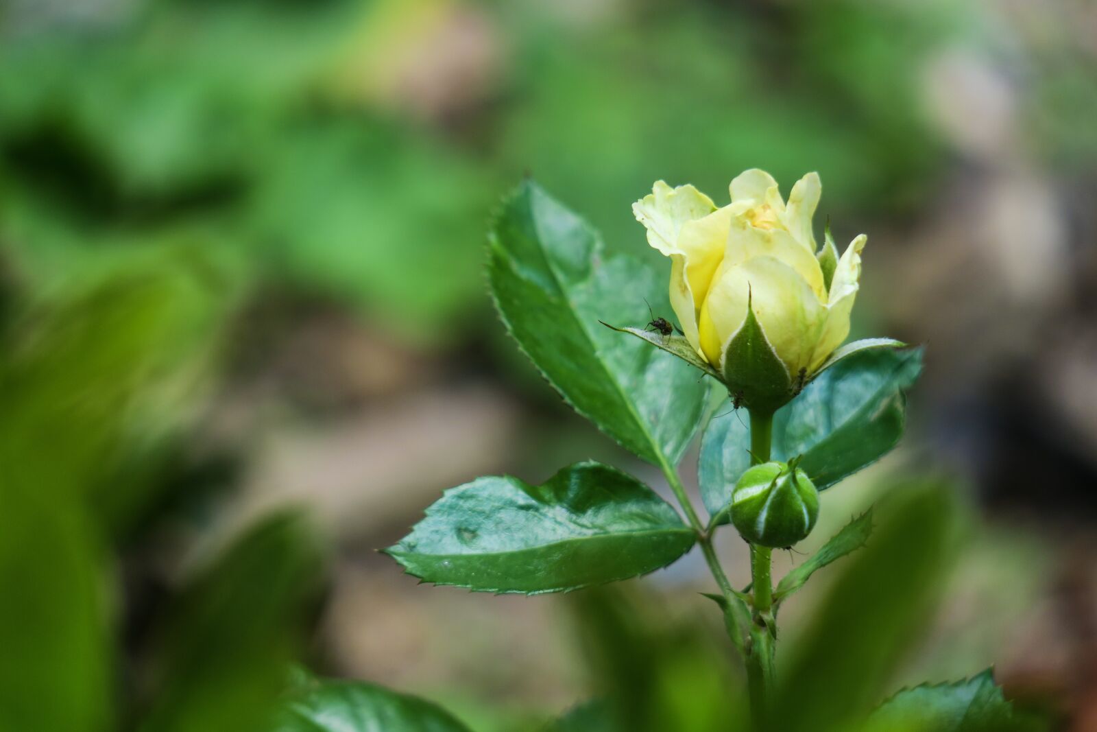 Canon PowerShot G3 X sample photo. Flower, nature, plant photography