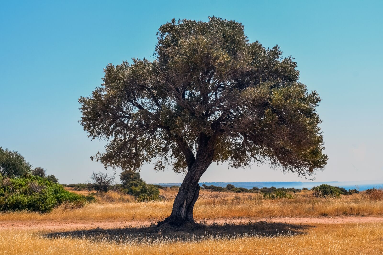 Nikon D3300 sample photo. Tree, landscape, scenery photography
