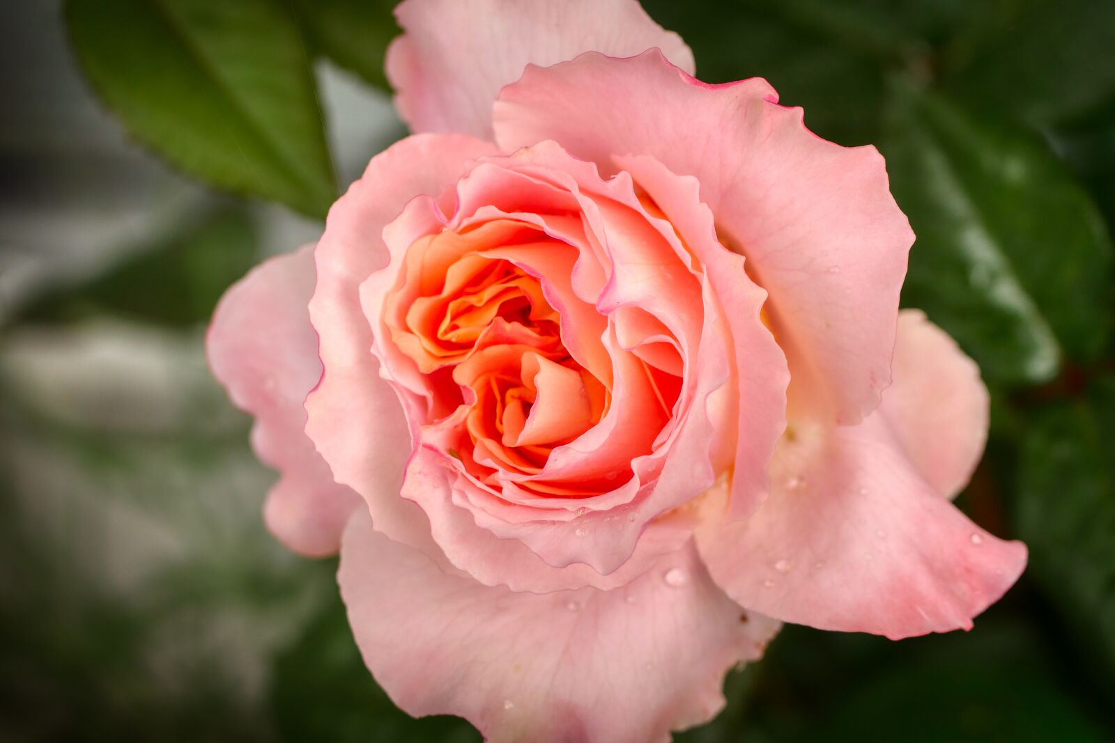 Panasonic Lumix DMC-GX8 sample photo. Rose, lachsfarbig, petal photography