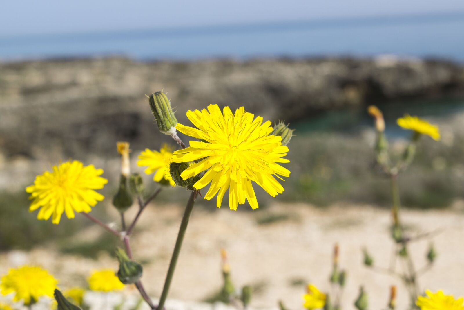 Nikon D5300 sample photo. Nature, summer, outdoors photography
