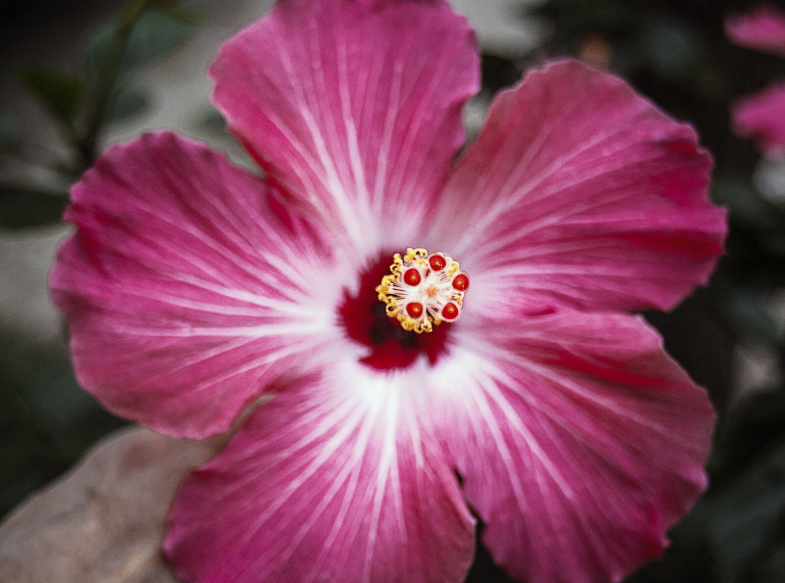 Canon EF 28-80mm f/3.5-5.6 USM sample photo. Flower, pink, pink flowers photography