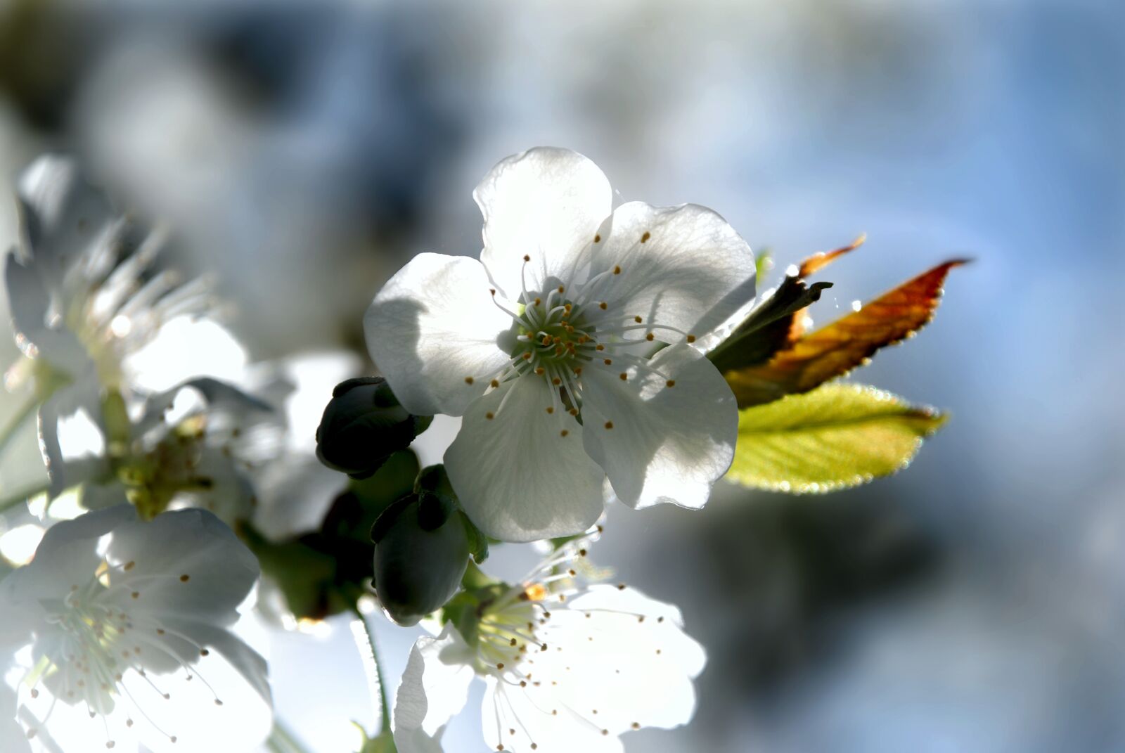 Nikon D80 sample photo. Cherry blossom, cherry tree photography