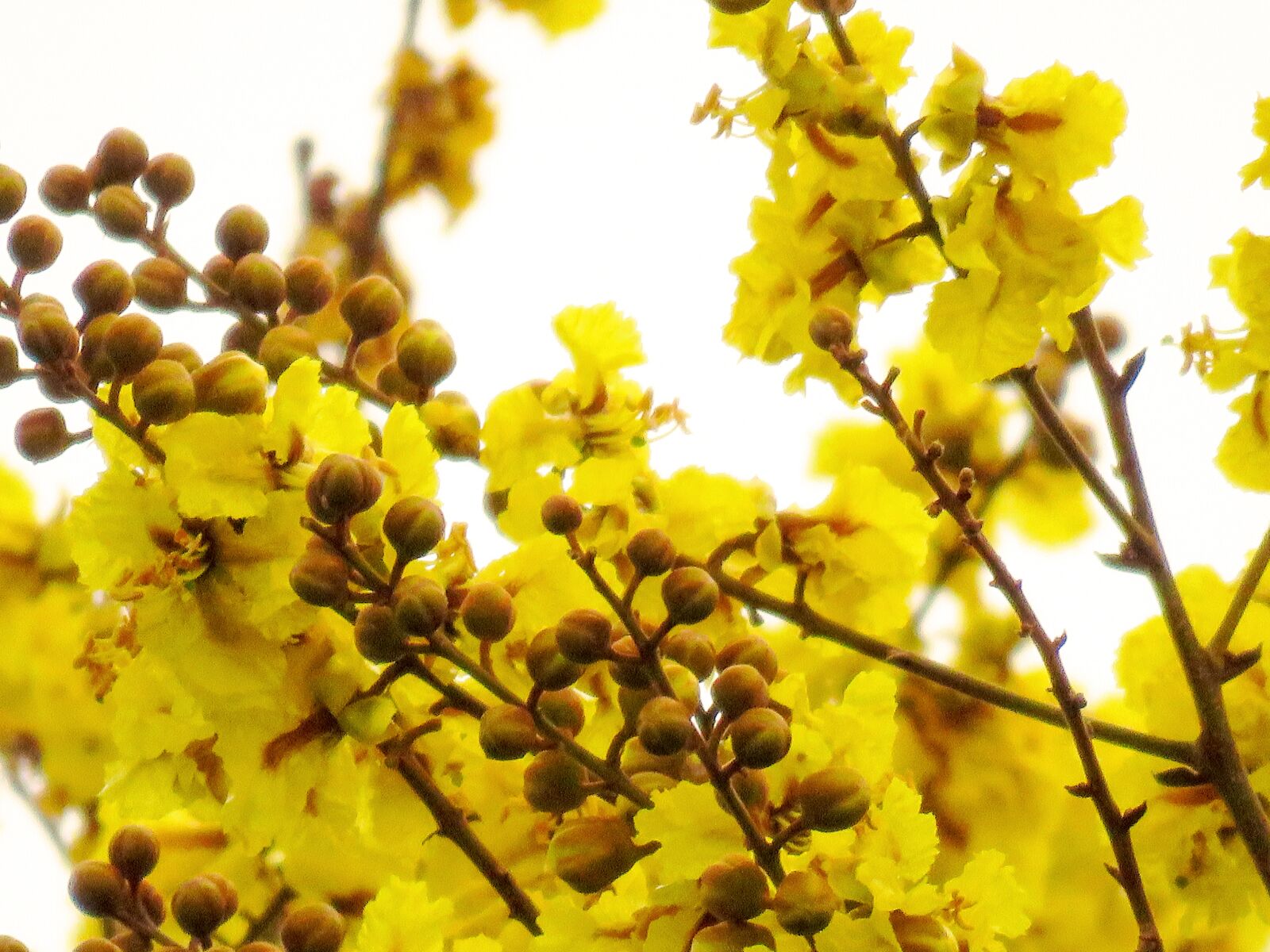 Canon PowerShot SX60 HS sample photo. Yellow flowers, beautiful, yellow photography