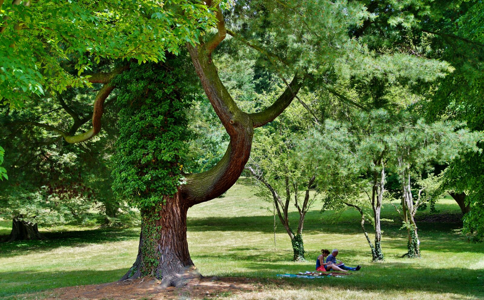 Sony SLT-A58 sample photo. Park, garden, summer photography