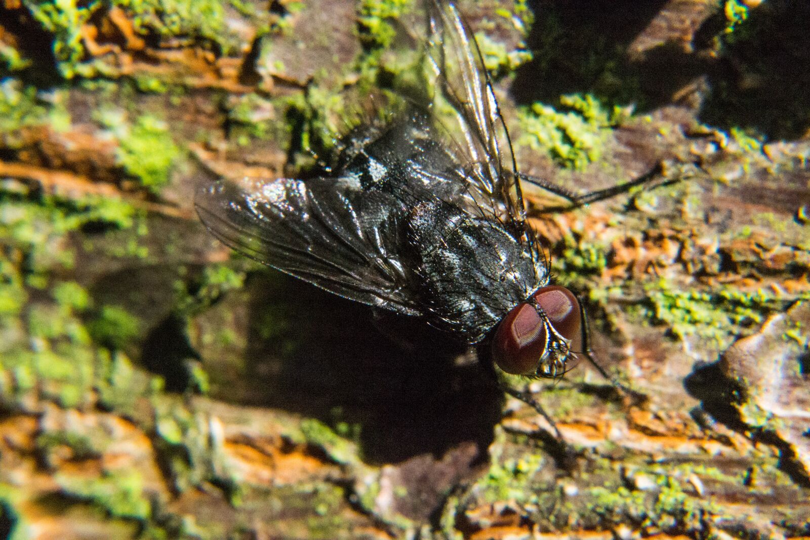 Nikon D3100 sample photo. Fly, insect, close up photography