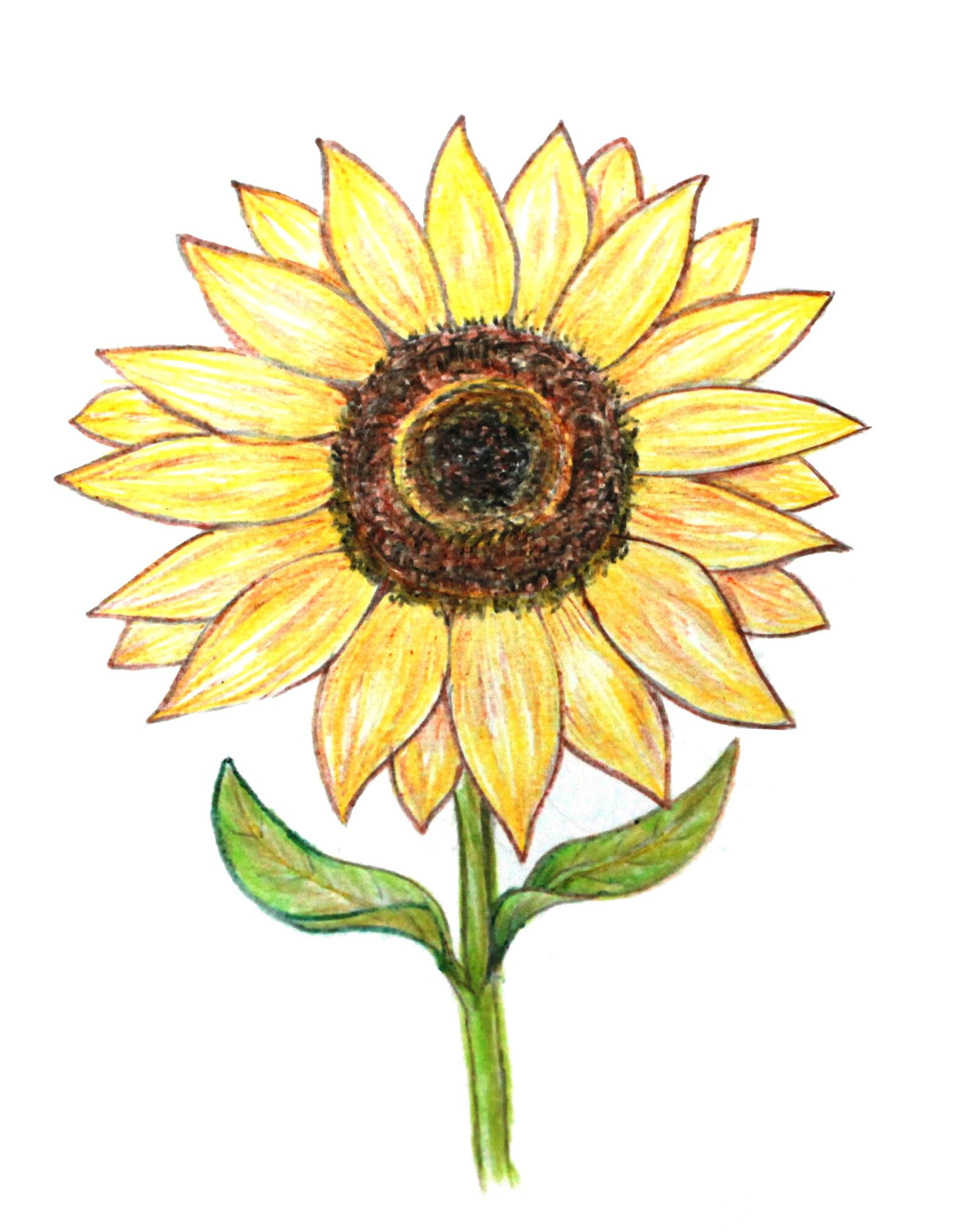 Canon EOS 1100D (EOS Rebel T3 / EOS Kiss X50) sample photo. Sunflower, colored pencils, drawing photography