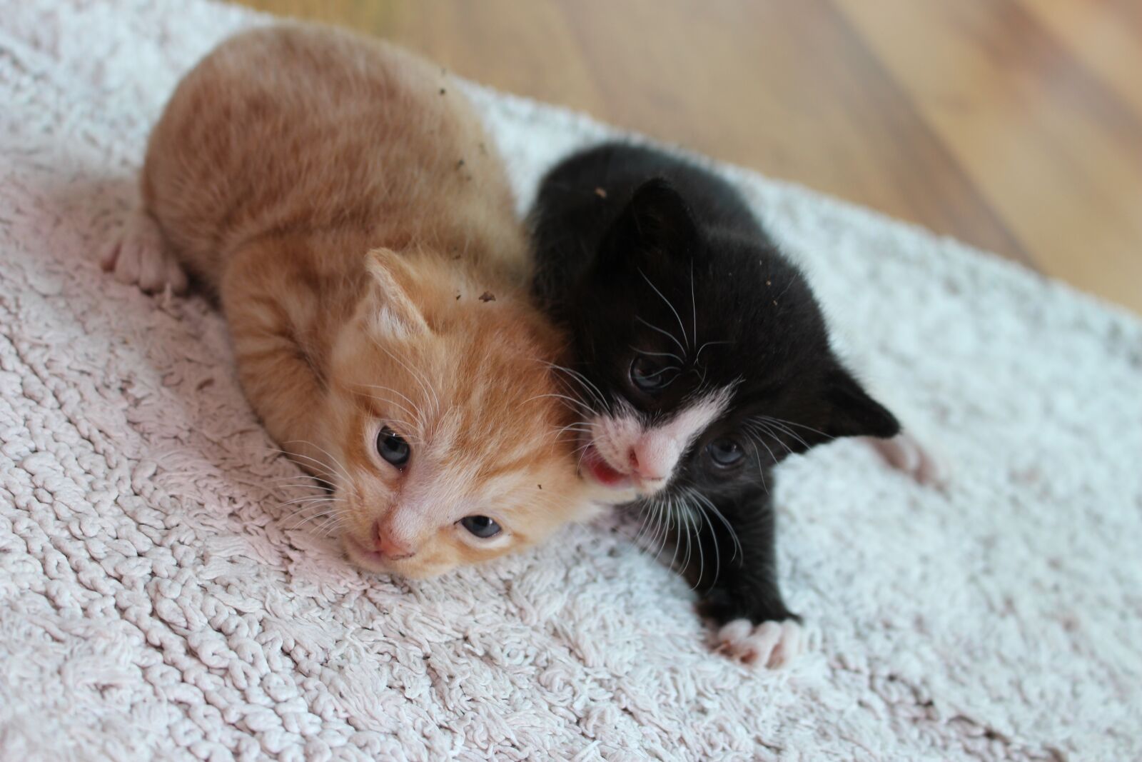 Canon EOS 700D (EOS Rebel T5i / EOS Kiss X7i) sample photo. Cat, kitten, pet photography