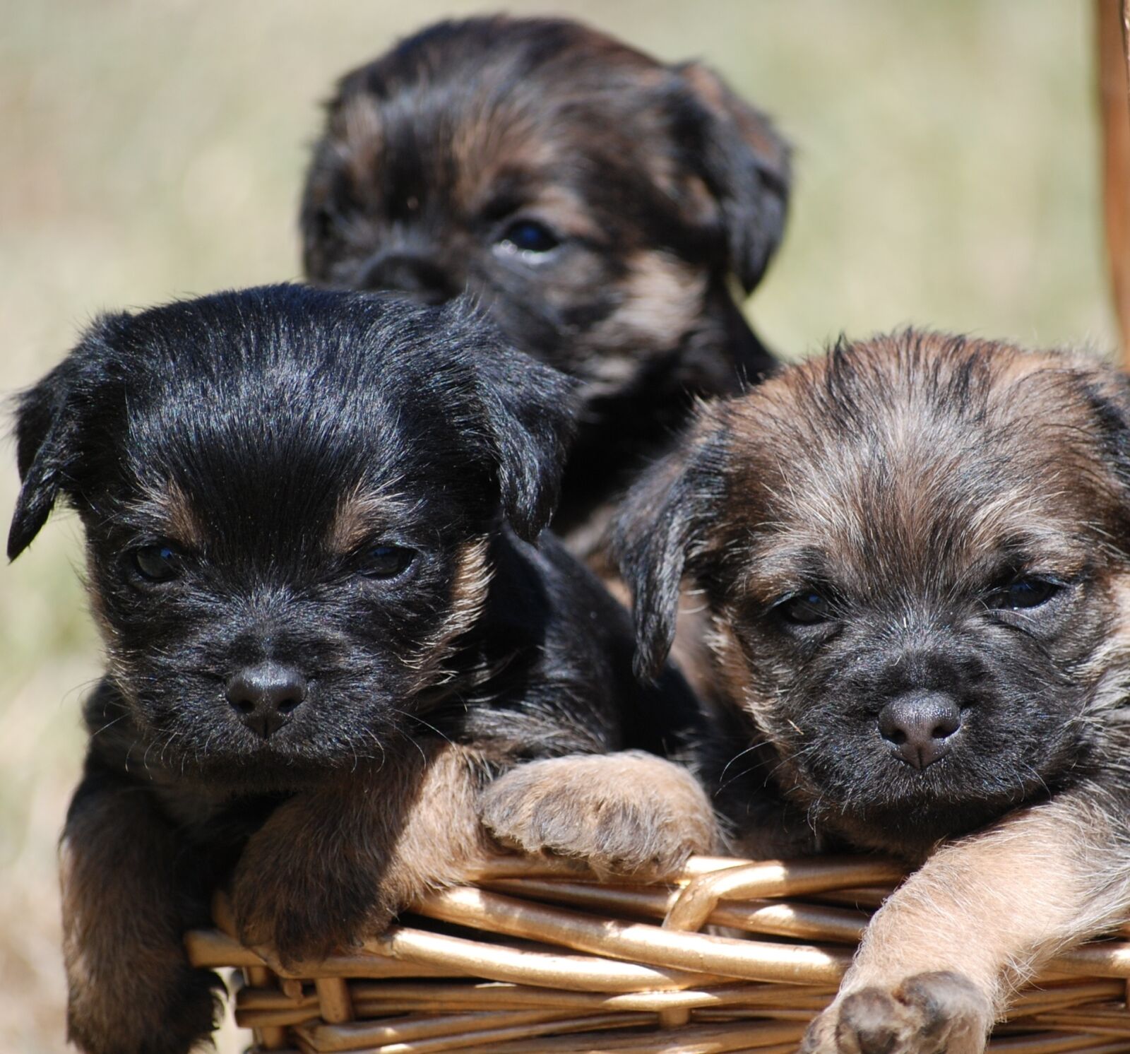 Nikon D80 sample photo. Dog, border terrier, border photography