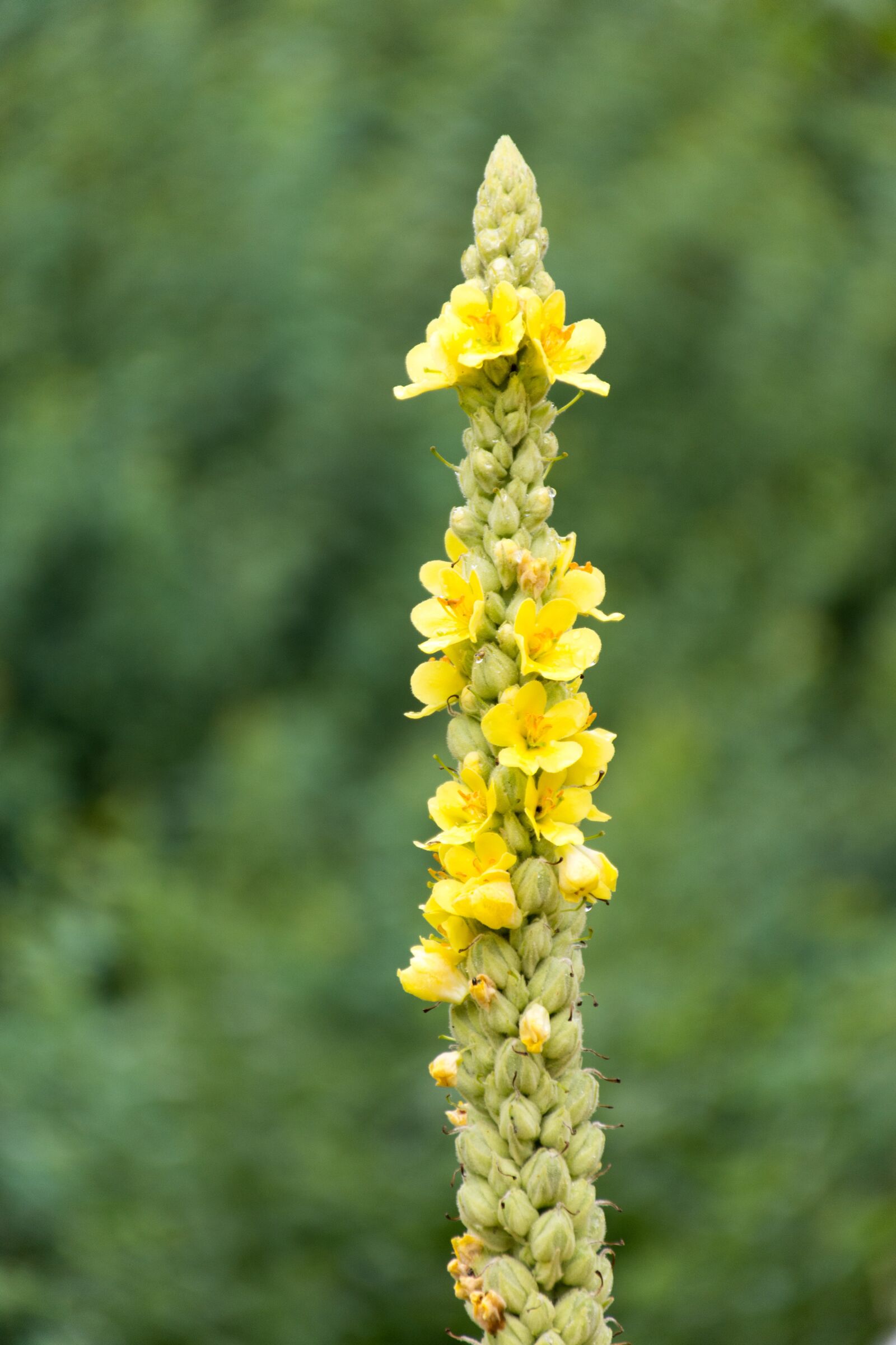 Nikon D7200 sample photo. Mullein, flower, plant photography