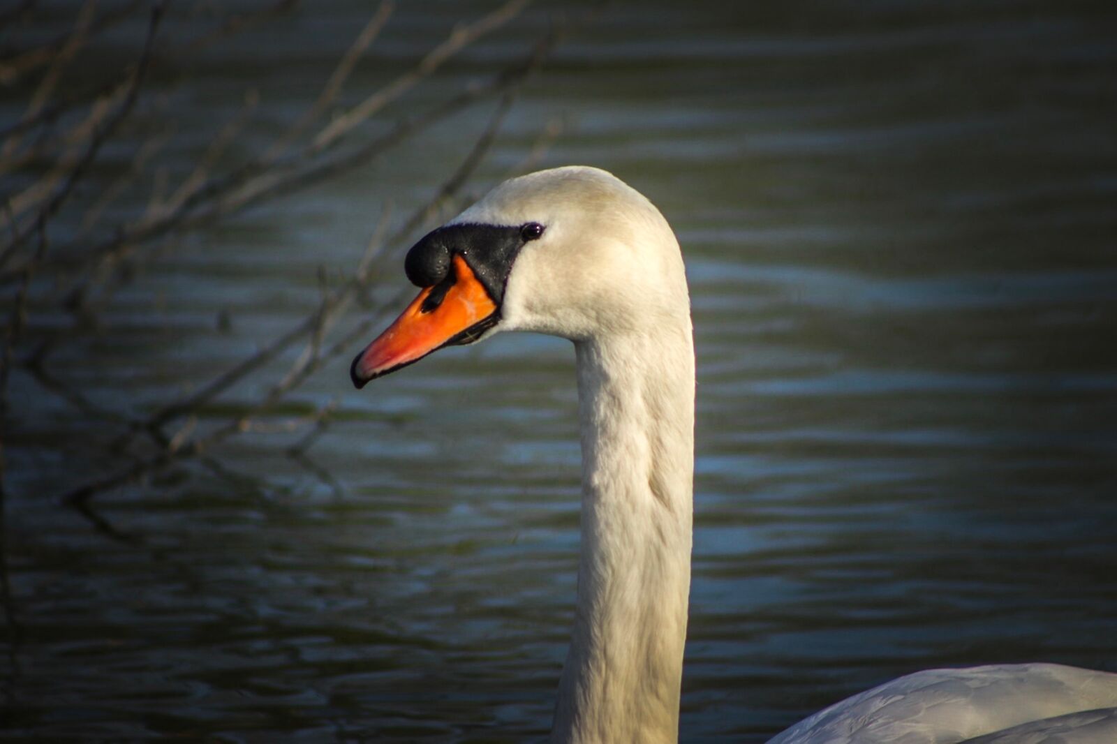 Canon EF75-300mm f/4-5.6 sample photo. Bird, body of water photography