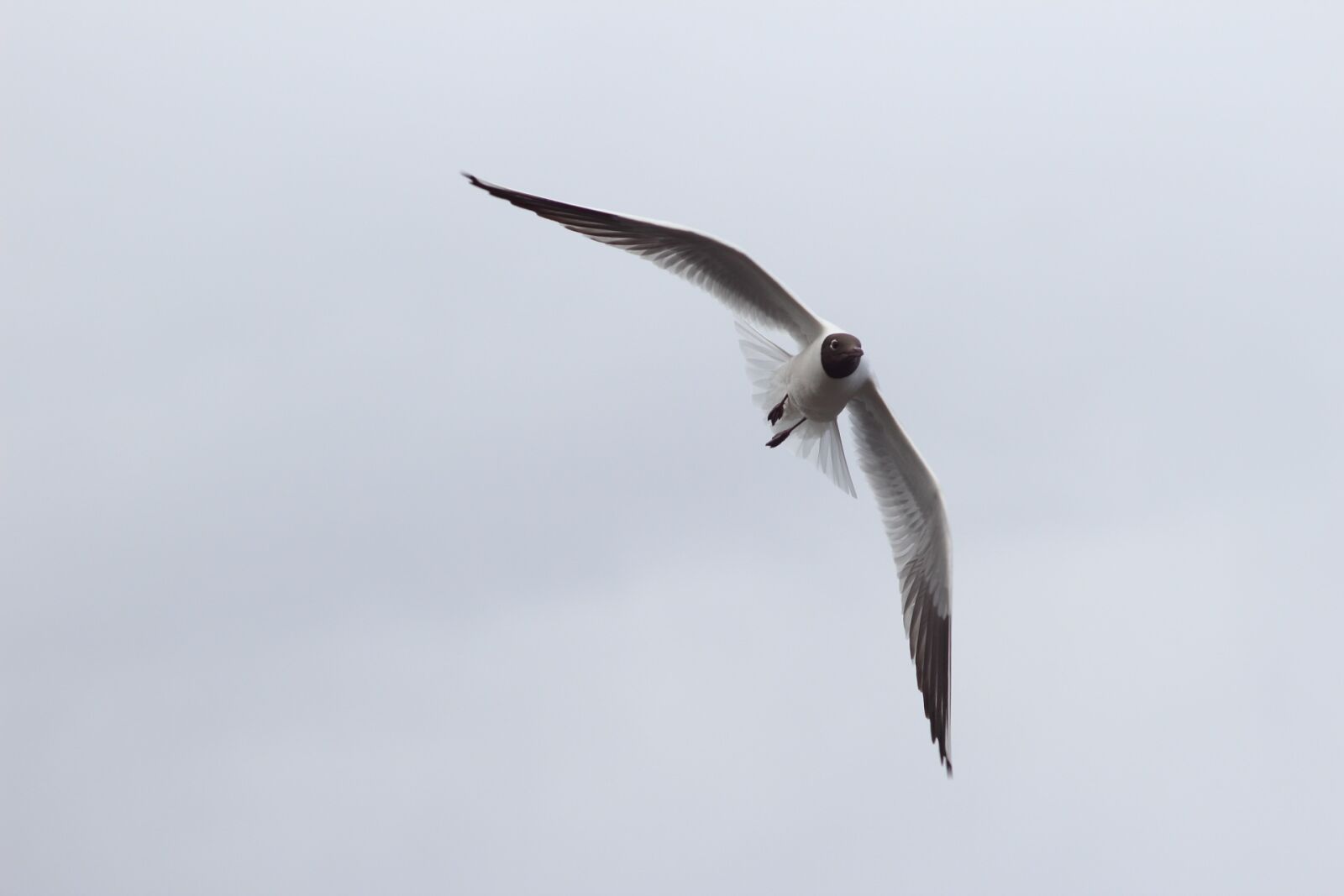 Canon EOS 1200D (EOS Rebel T5 / EOS Kiss X70 / EOS Hi) sample photo. Bird, living nature, nature photography