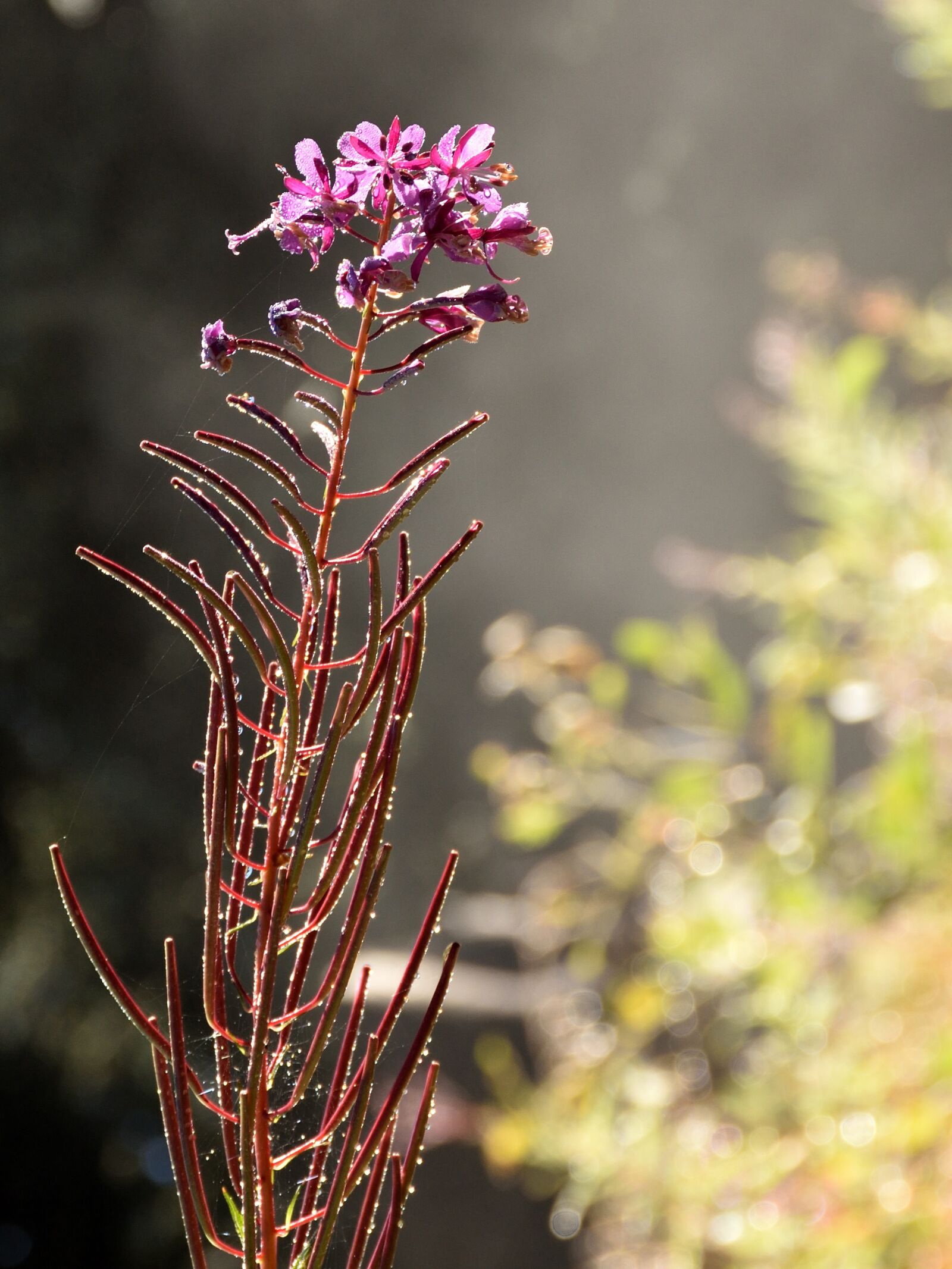 Nikon D5500 sample photo. Flower, dewdrop, blossom photography
