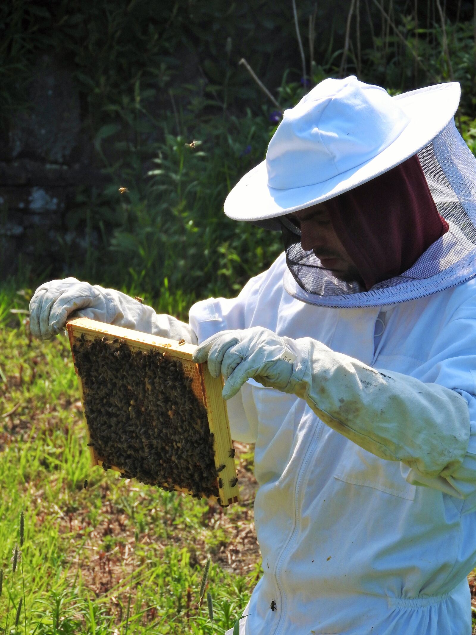 Nikon Coolpix P610 sample photo. Beekeeper, apiarist, beehive photography