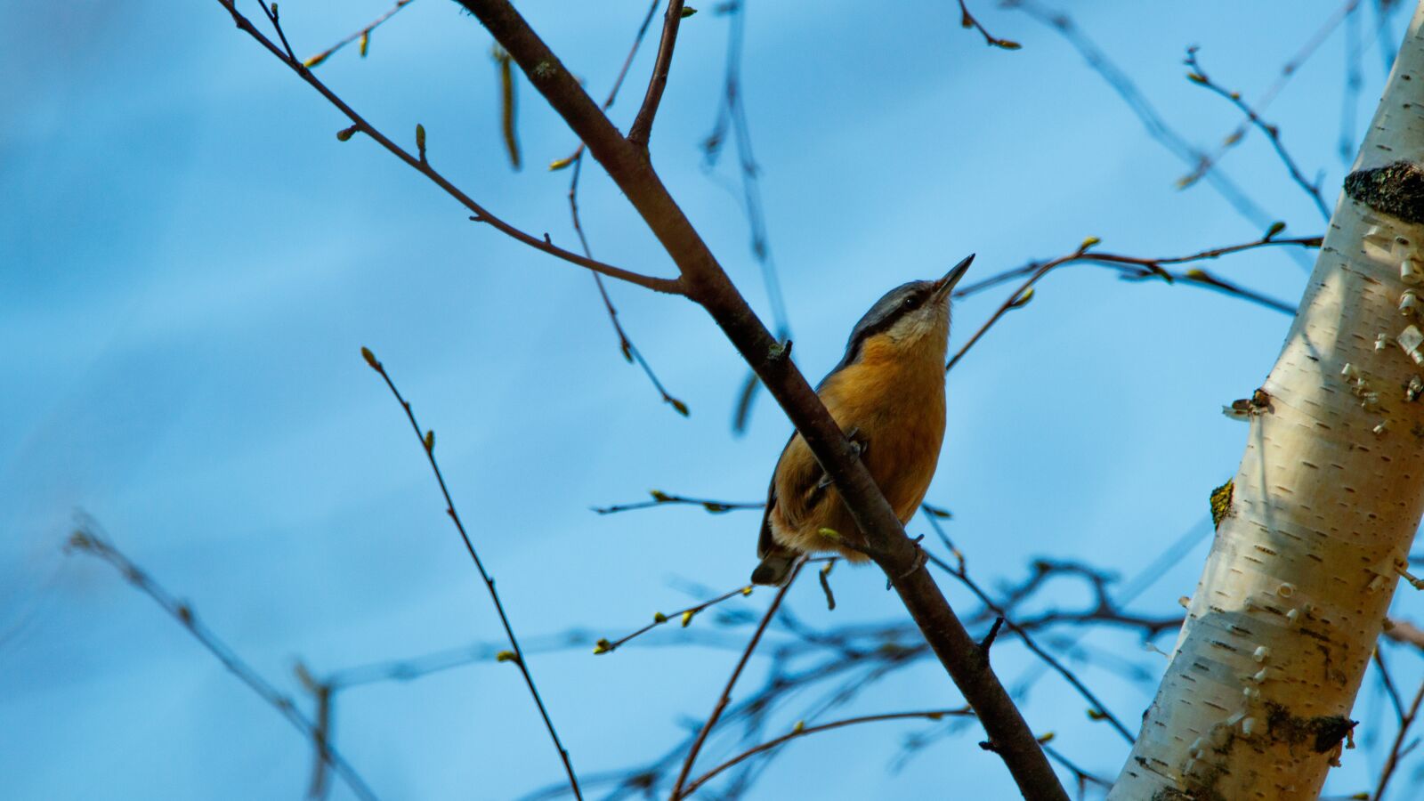 150-600mm F5-6.3 DG OS HSM | Contemporary 015 sample photo. Kleiber, bird, animal world photography