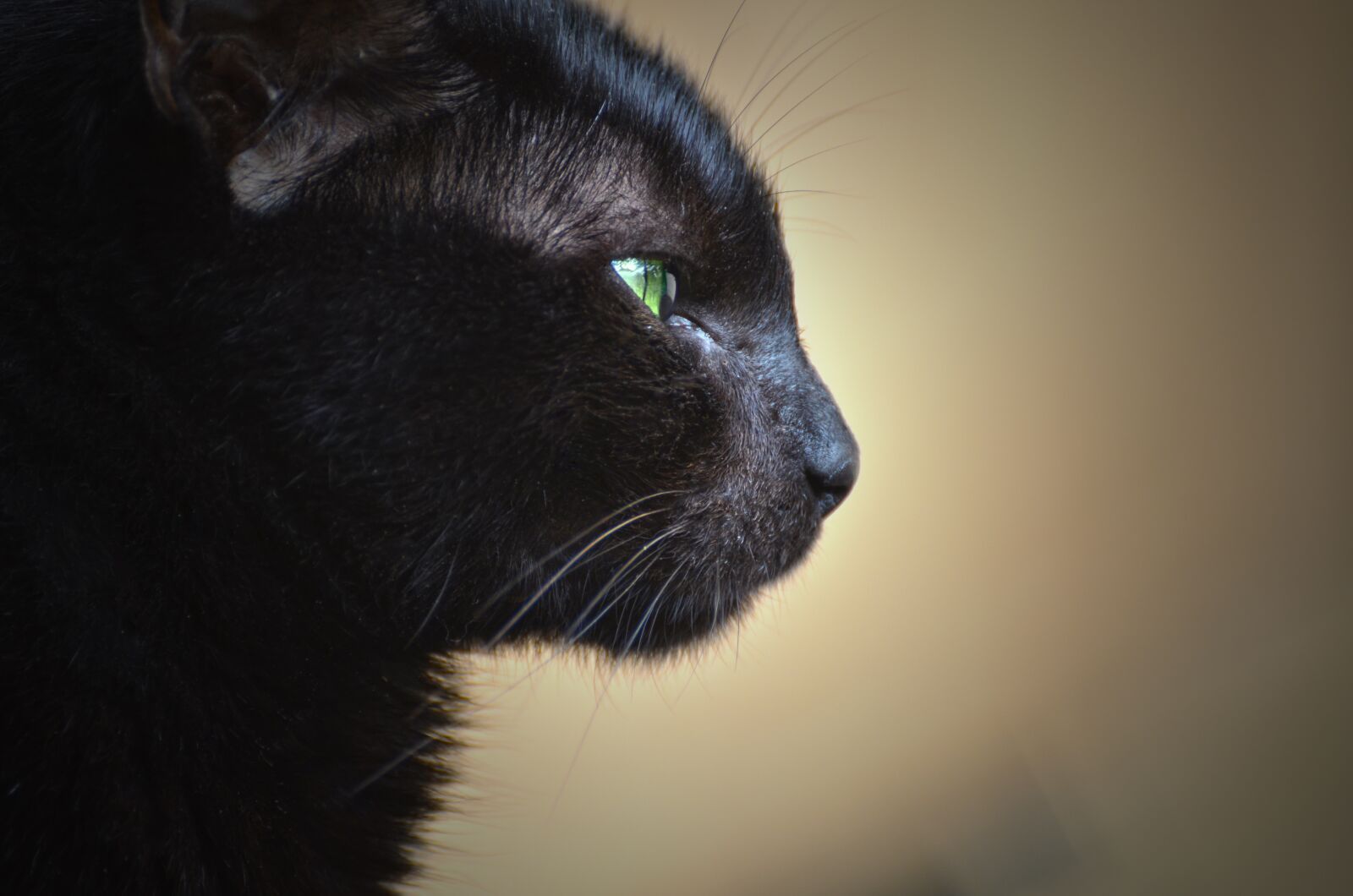 Nikon D7000 sample photo. Cat, portrait, cute photography