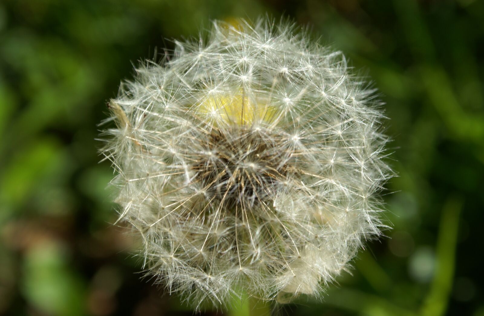 Sony Alpha DSLR-A100 sample photo. Dandelion, flower, close up photography