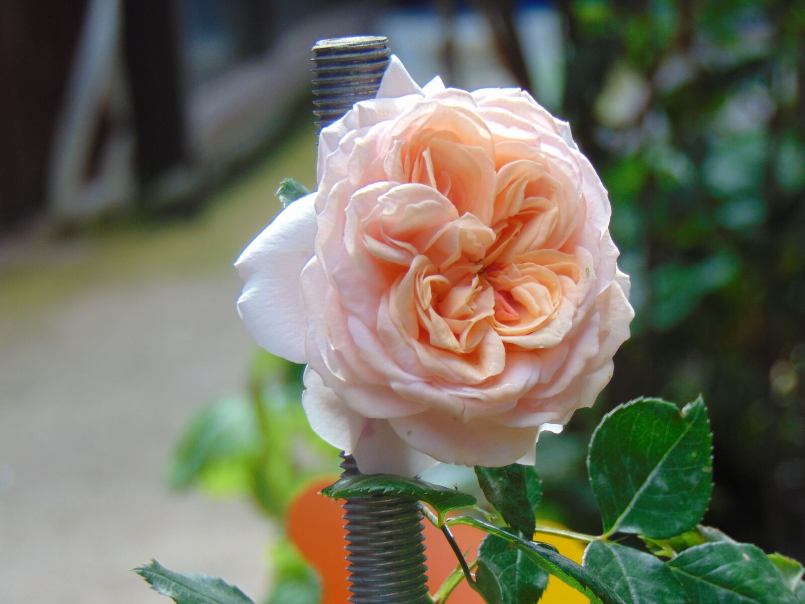 Sony Cyber-shot DSC-H300 sample photo. White rose photography