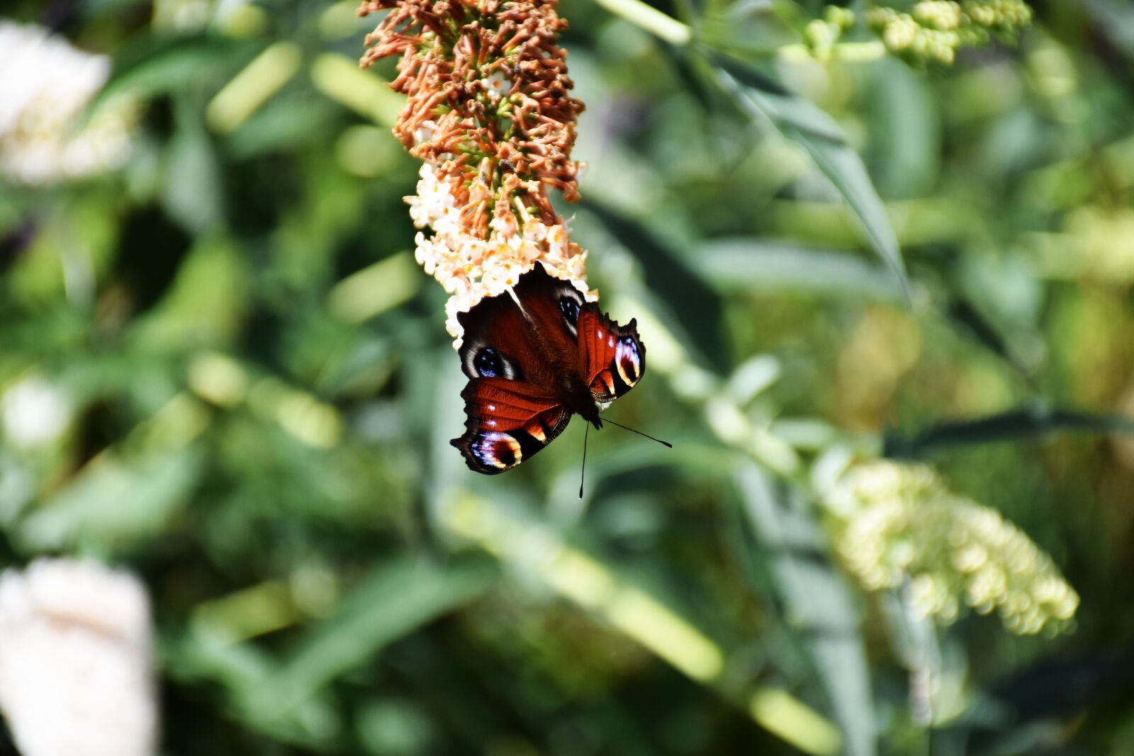 Nikon D7200 sample photo. Peacock butterfly, aglais io photography