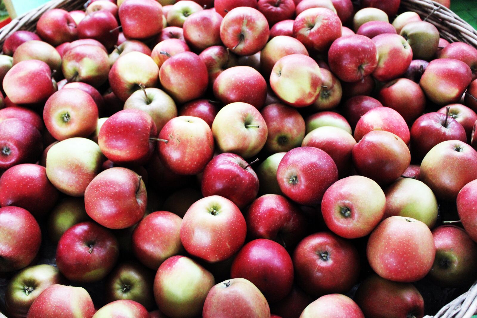Canon EOS 500D (EOS Rebel T1i / EOS Kiss X3) sample photo. Apple, fruit, thanksgiving photography