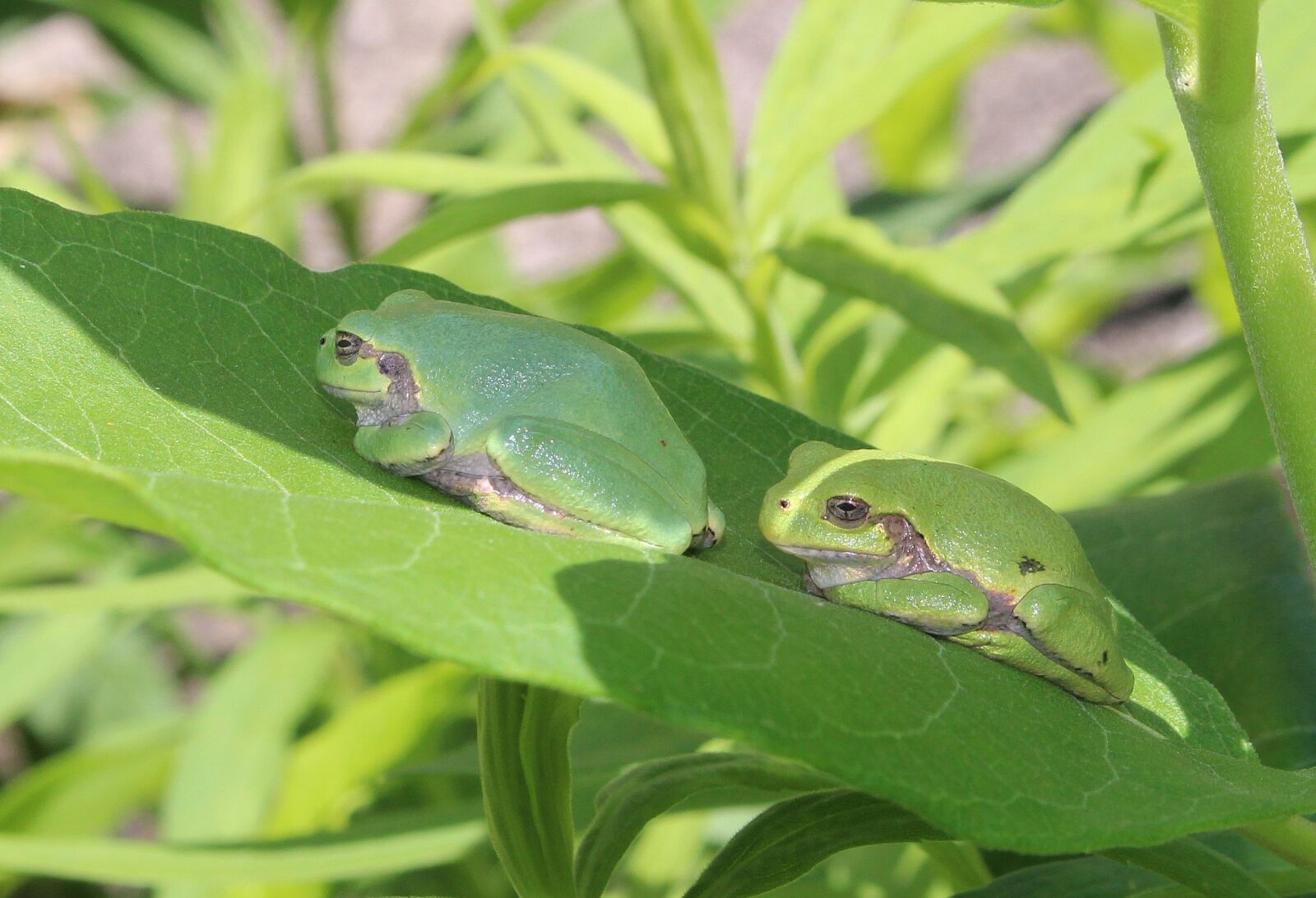 Canon EOS 100D (EOS Rebel SL1 / EOS Kiss X7) sample photo. Japanese tree frog, fauna photography