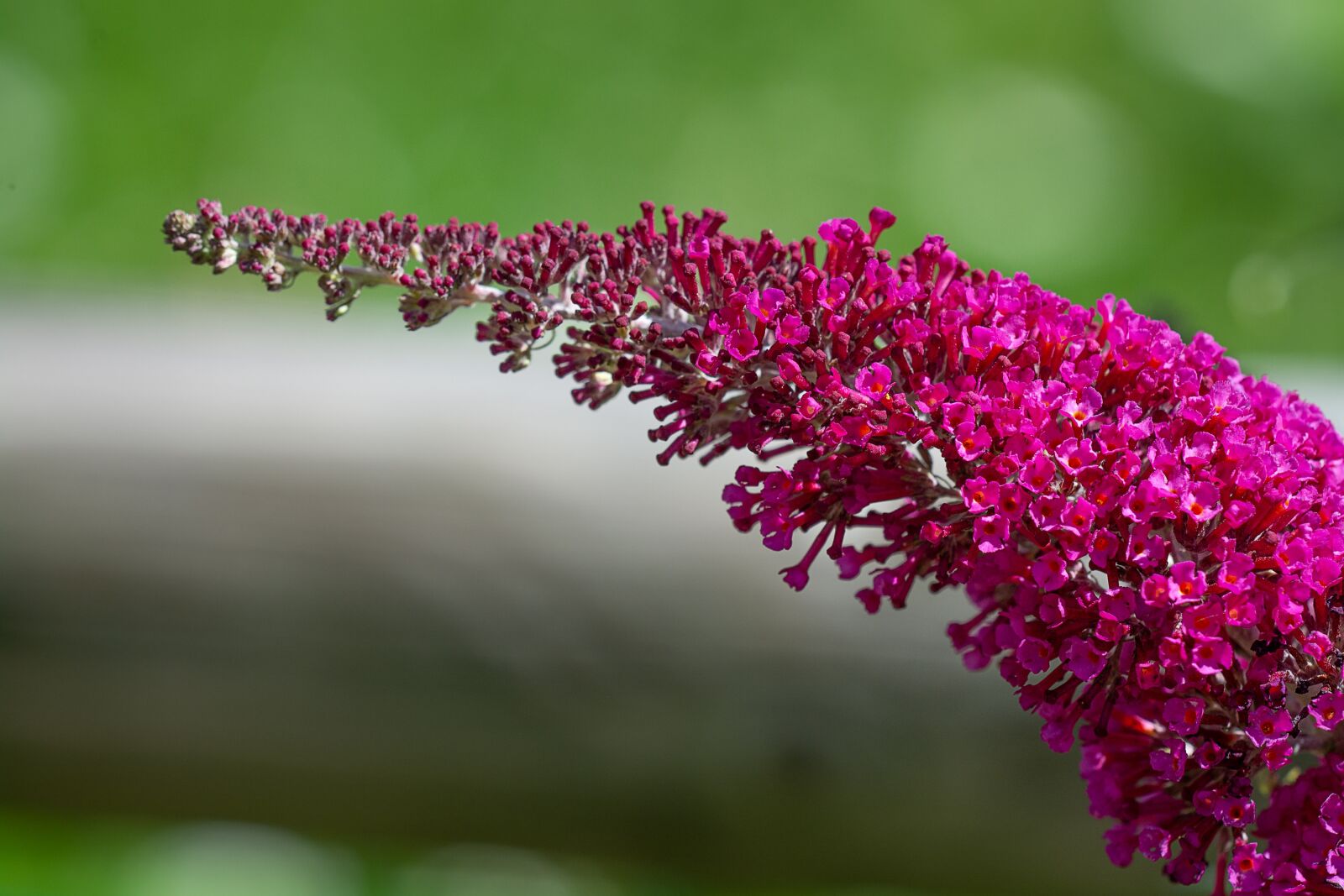 Nikon D7100 sample photo. Summer lilac, lilac, summer photography