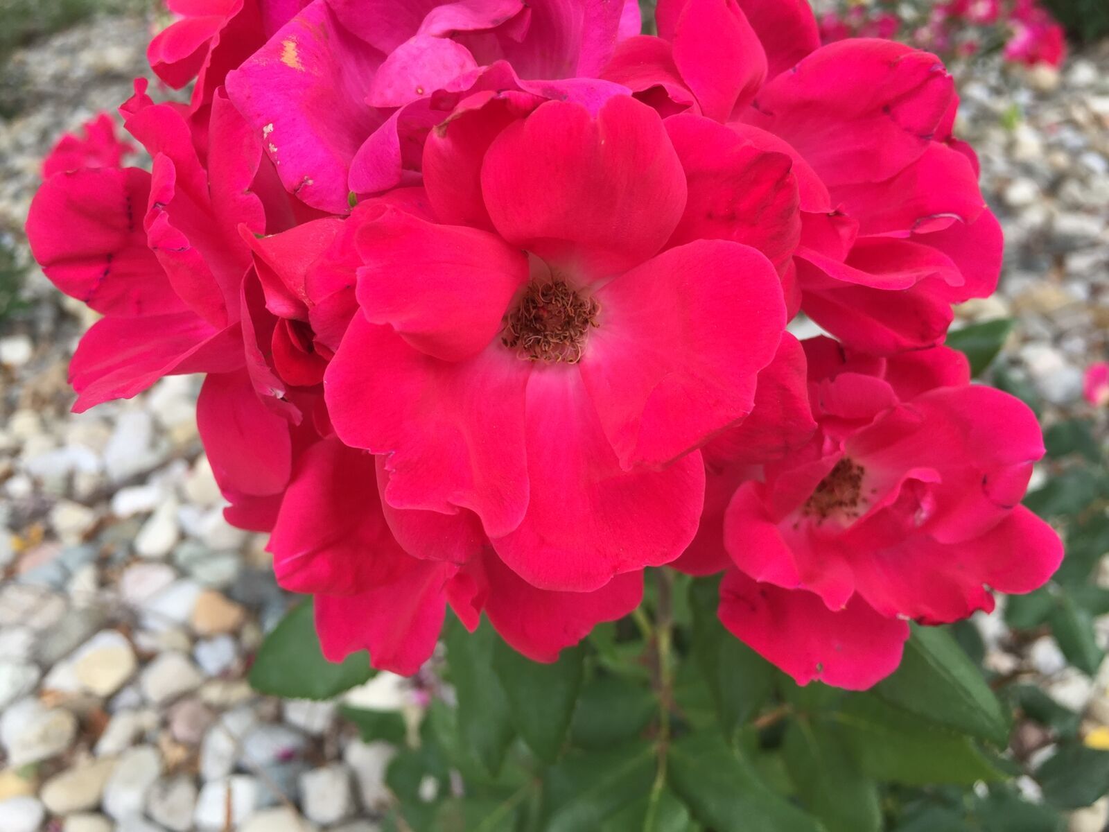 iPhone 6 back camera 4.15mm f/2.2 sample photo