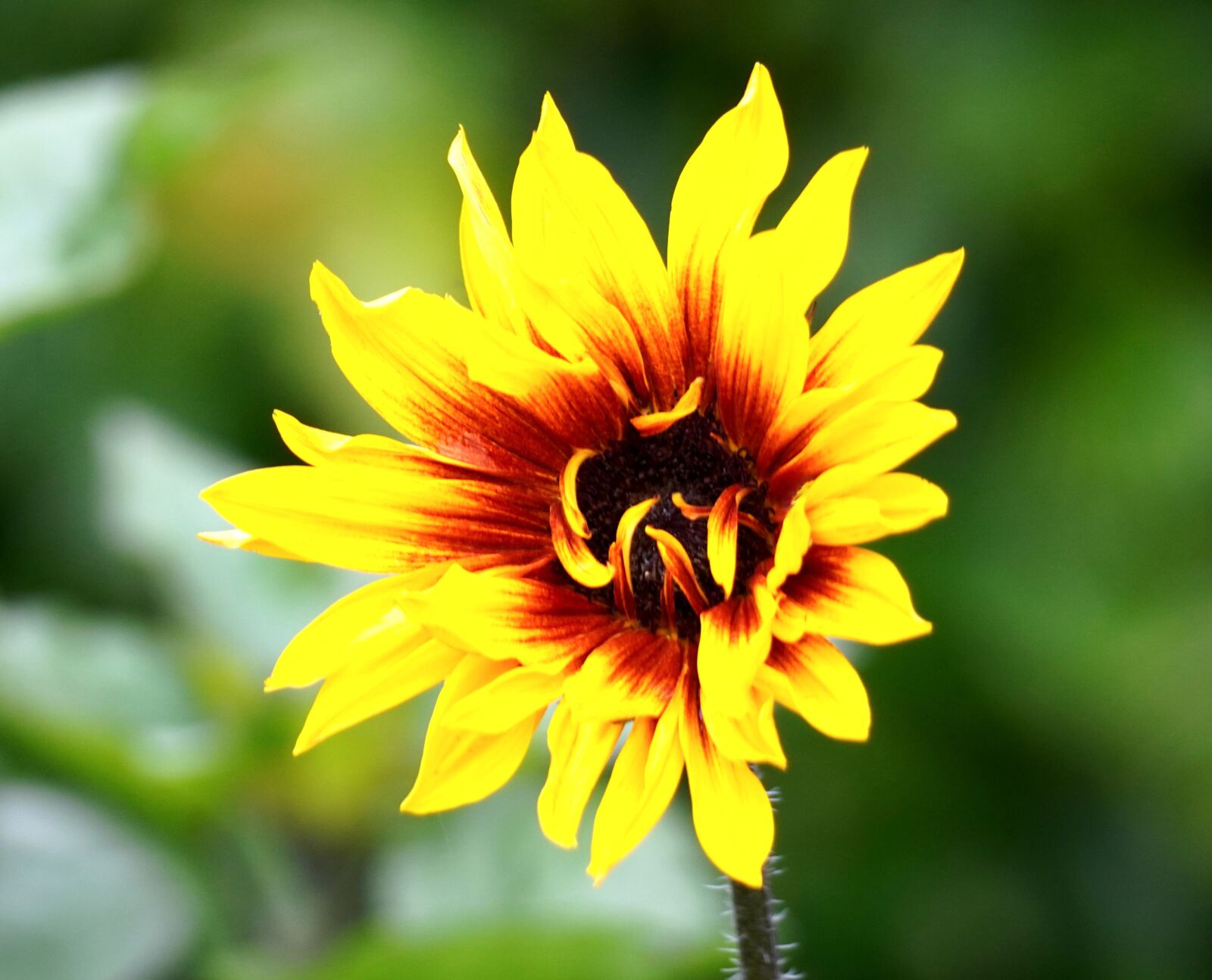 Sony E 70-350mm F4.5-6.3 G OSS sample photo. Sunflower, blossom, bloom photography