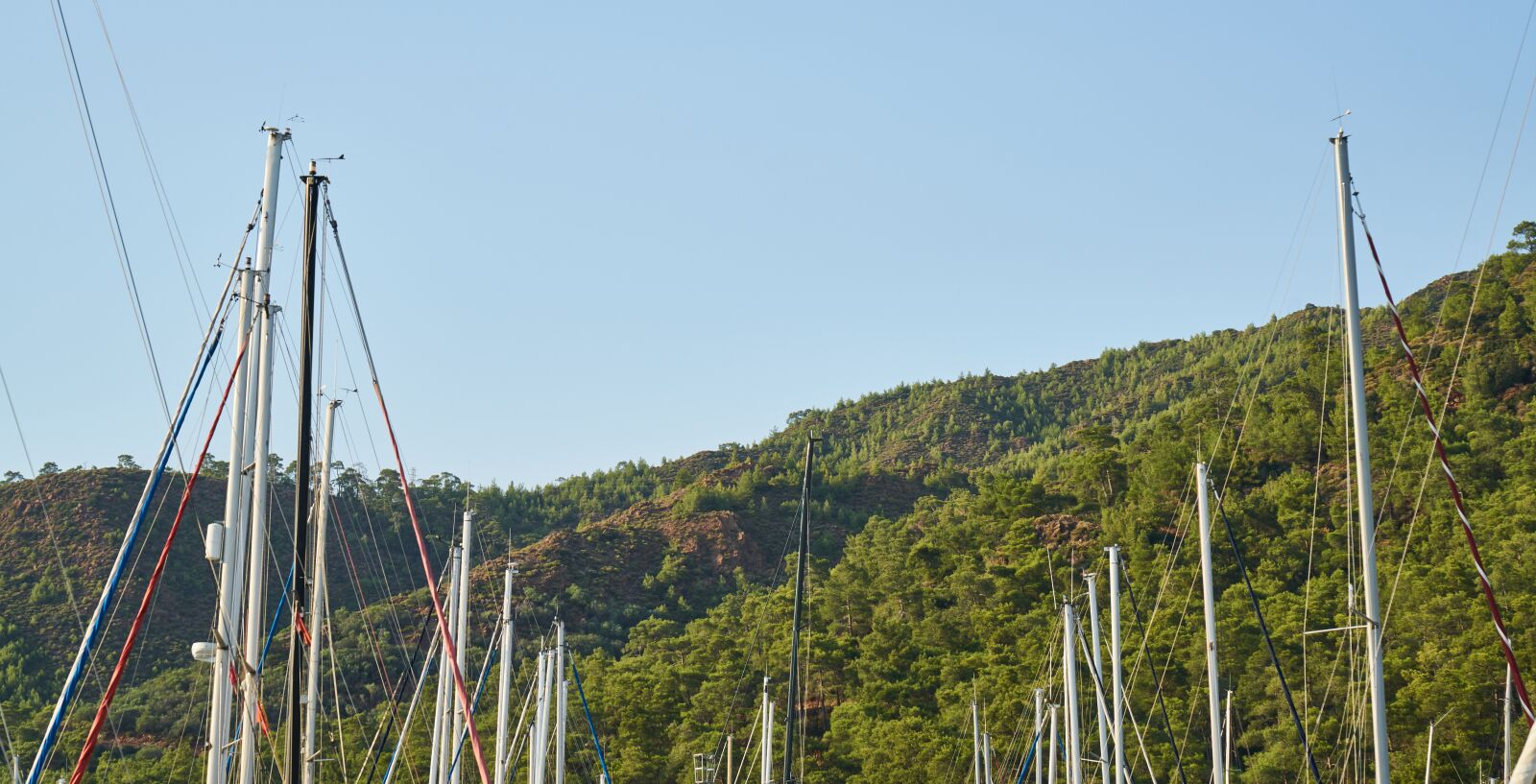 Sony a7R II sample photo. Poles, direct, forest photography