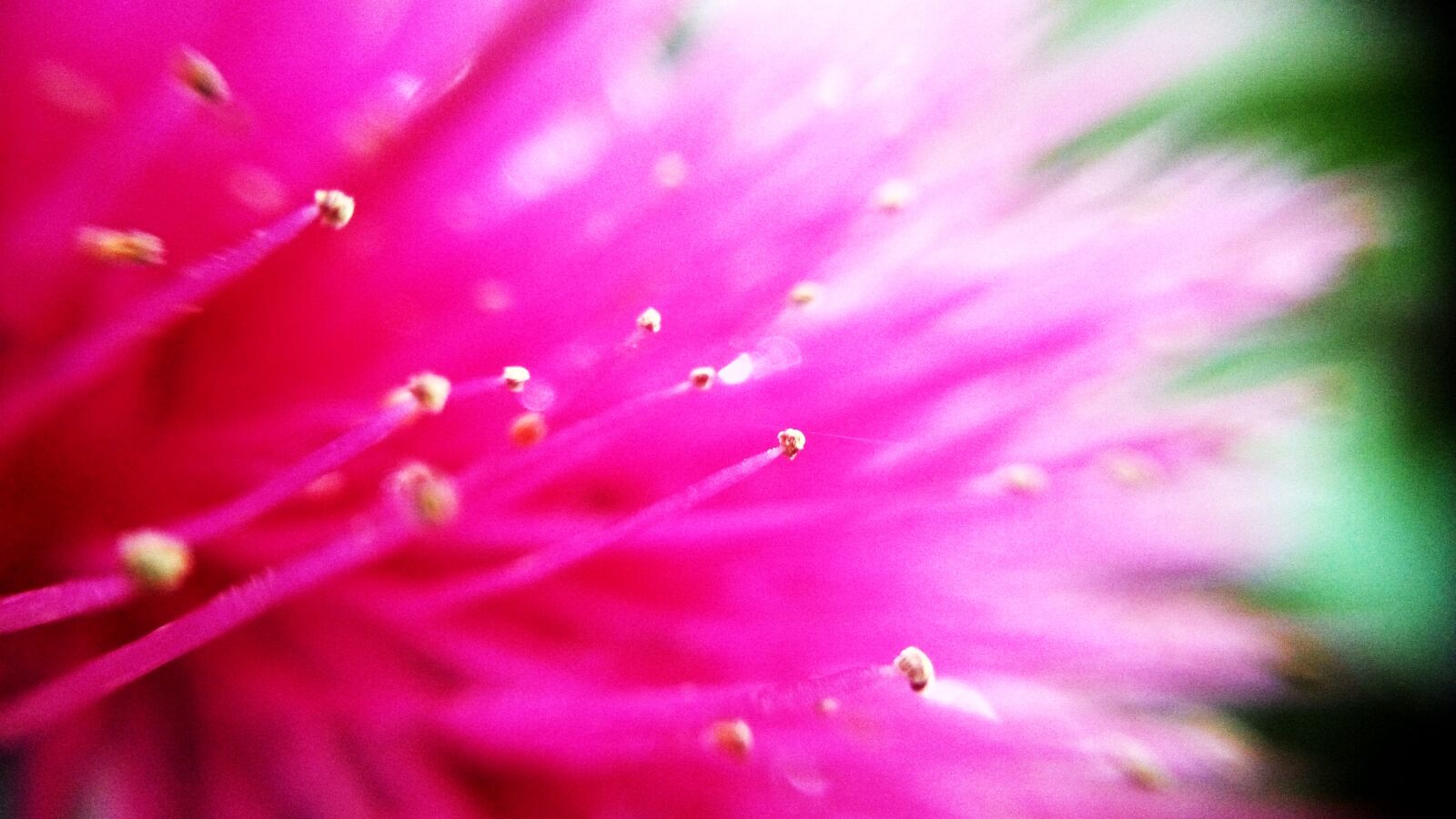 Xiaomi HM Note 2 sample photo. Beautiful, beauty, flower, flowers photography
