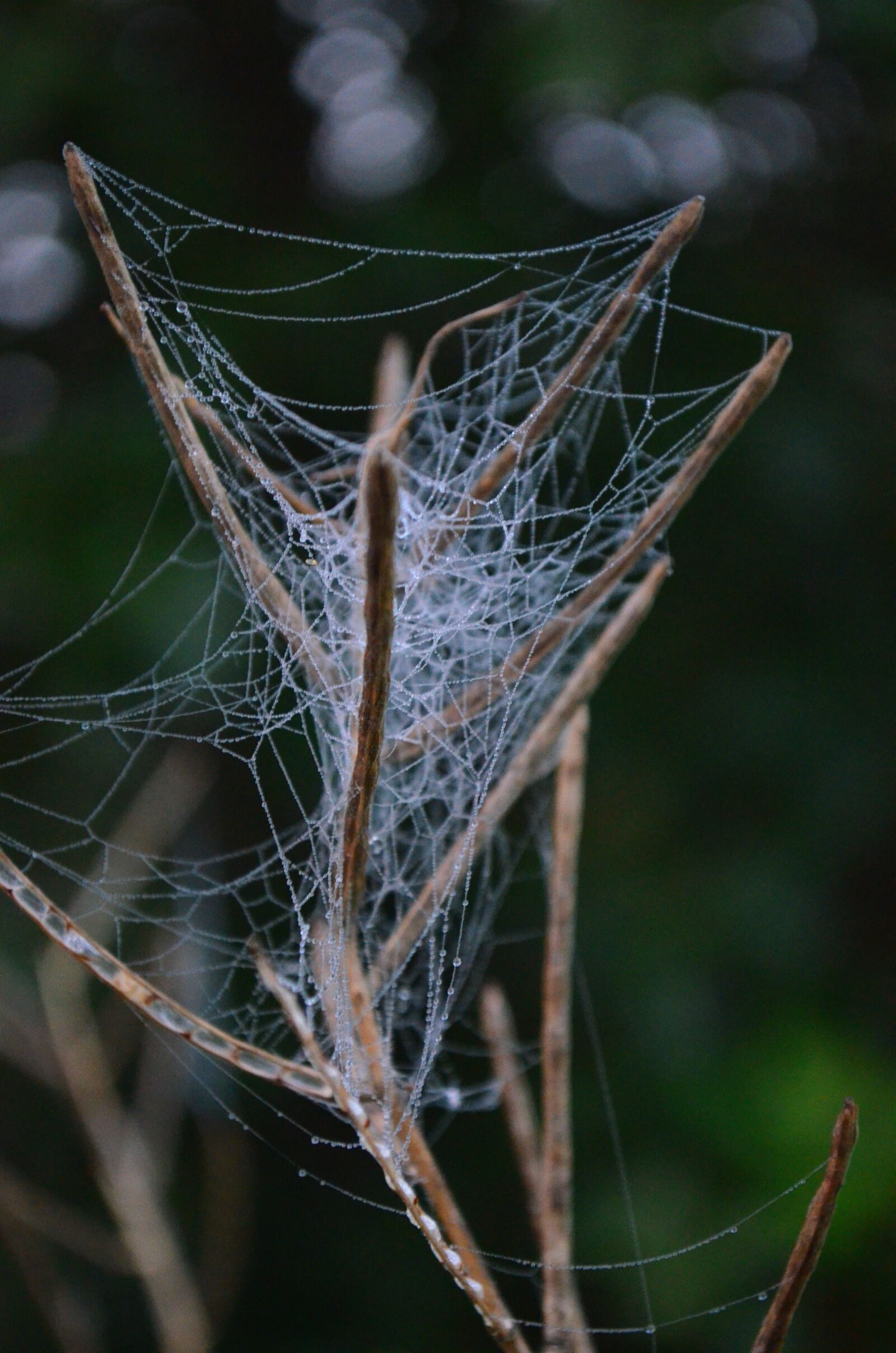 Nikon D5100 sample photo. Cobweb, web, case photography