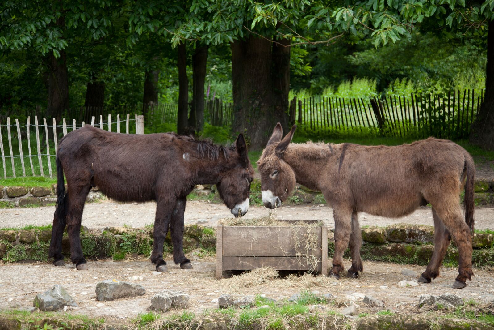 Canon EOS 5D Mark II sample photo. Donkey, two, beast of photography