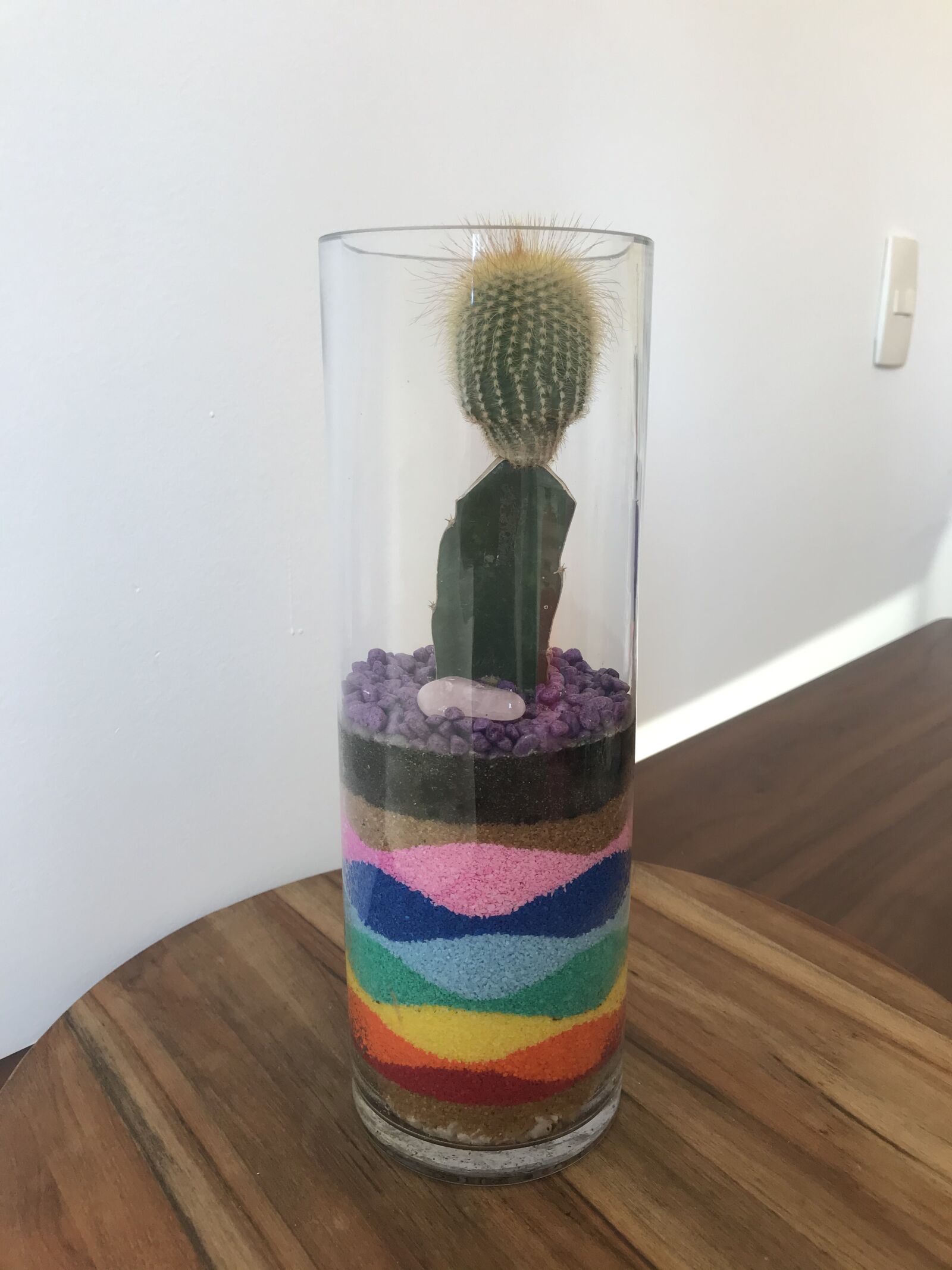 iPhone 7 back camera 3.99mm f/1.8 sample photo. Cactus, sand, plant photography