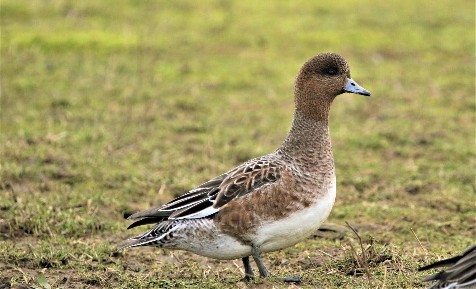 Canon EOS 7D Mark II + 150-600mm F5-6.3 DG OS HSM | Contemporary 015 sample photo. Wigeon, bird, waterbird photography