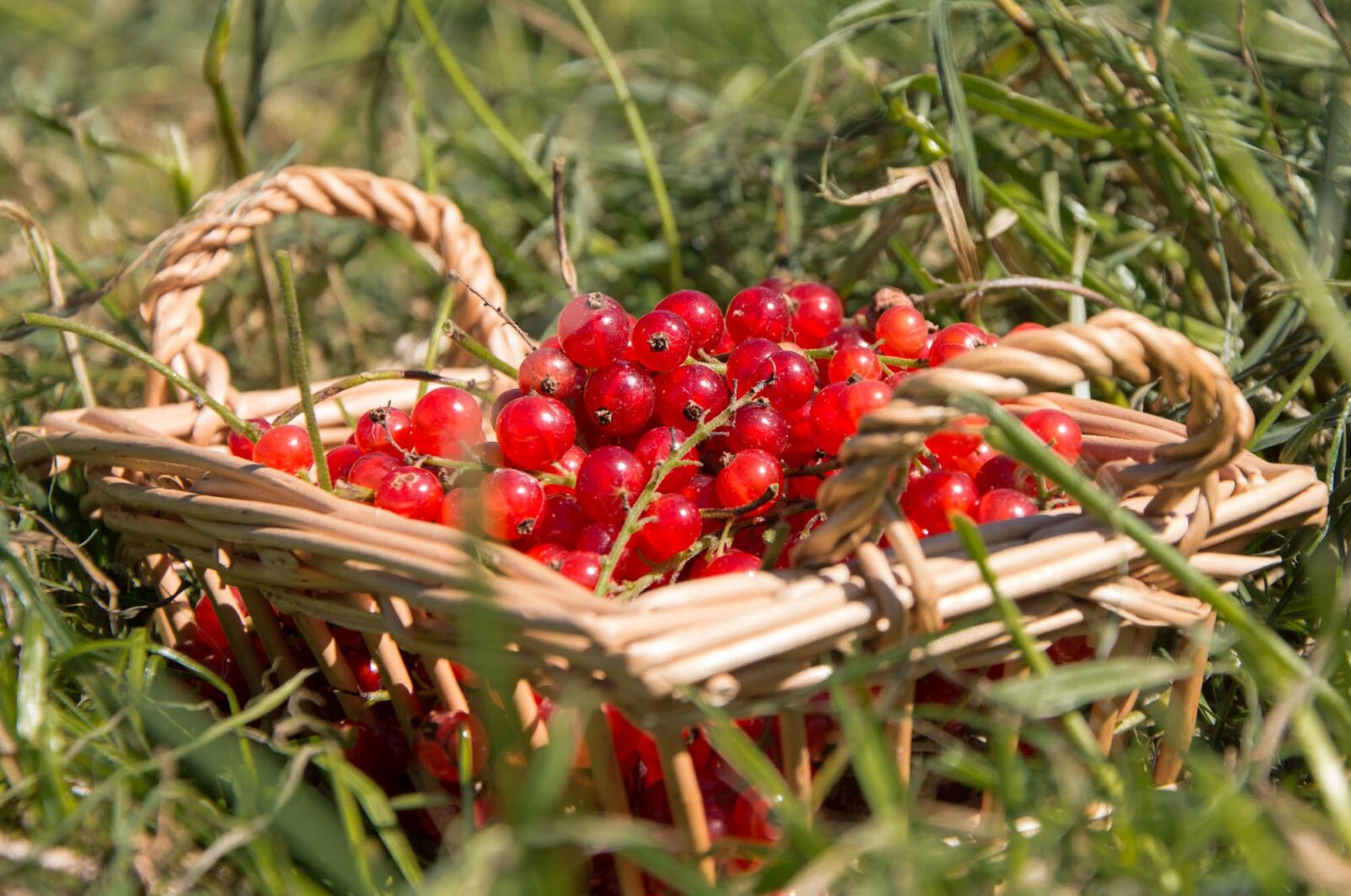 Nikon D7200 sample photo. Raisinets, recycle bin, grass photography