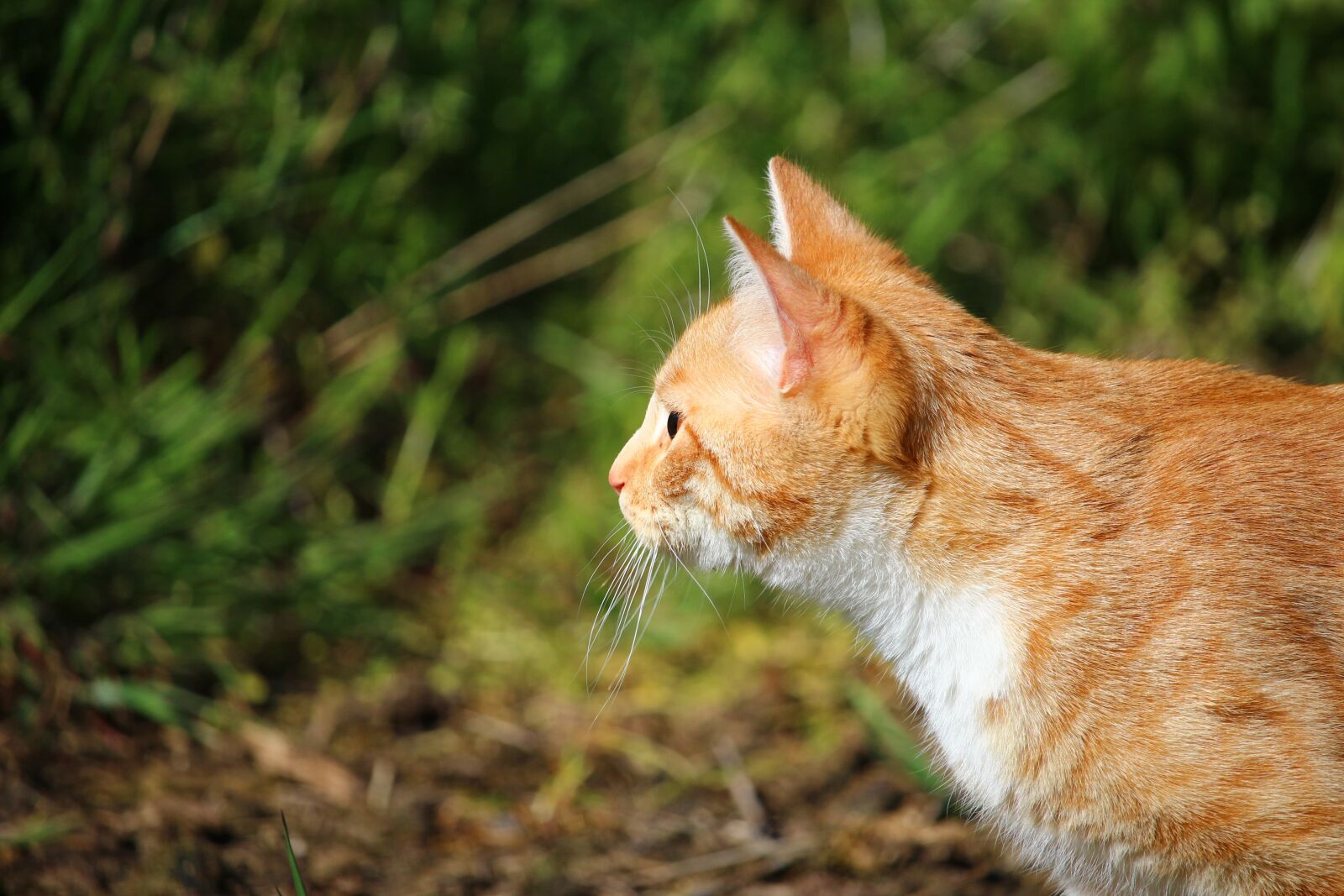 Canon EOS 100D (EOS Rebel SL1 / EOS Kiss X7) sample photo. Cat, kitten, red cat photography