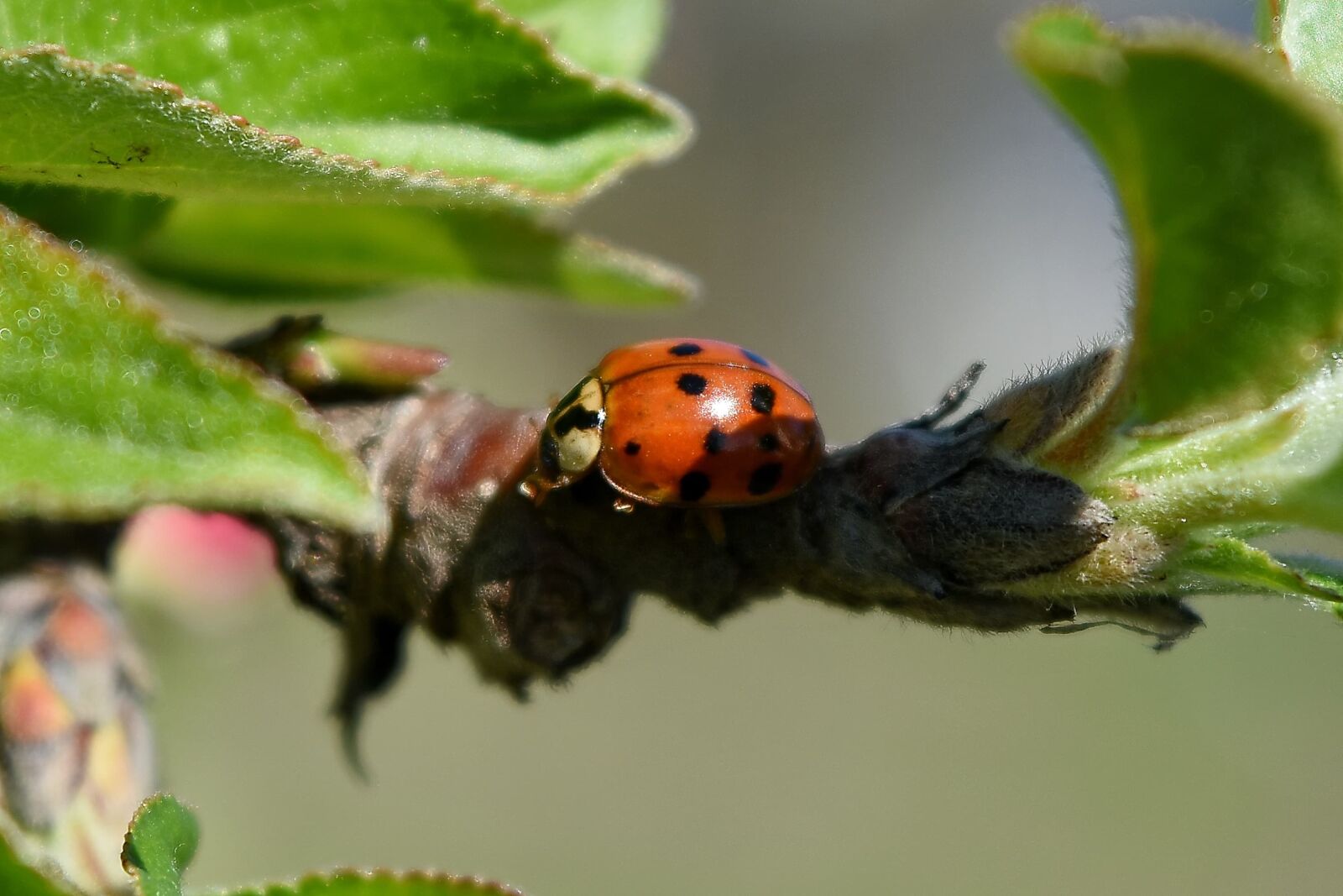Nikon D5500 sample photo. Ladybug, garden, plant, spring photography