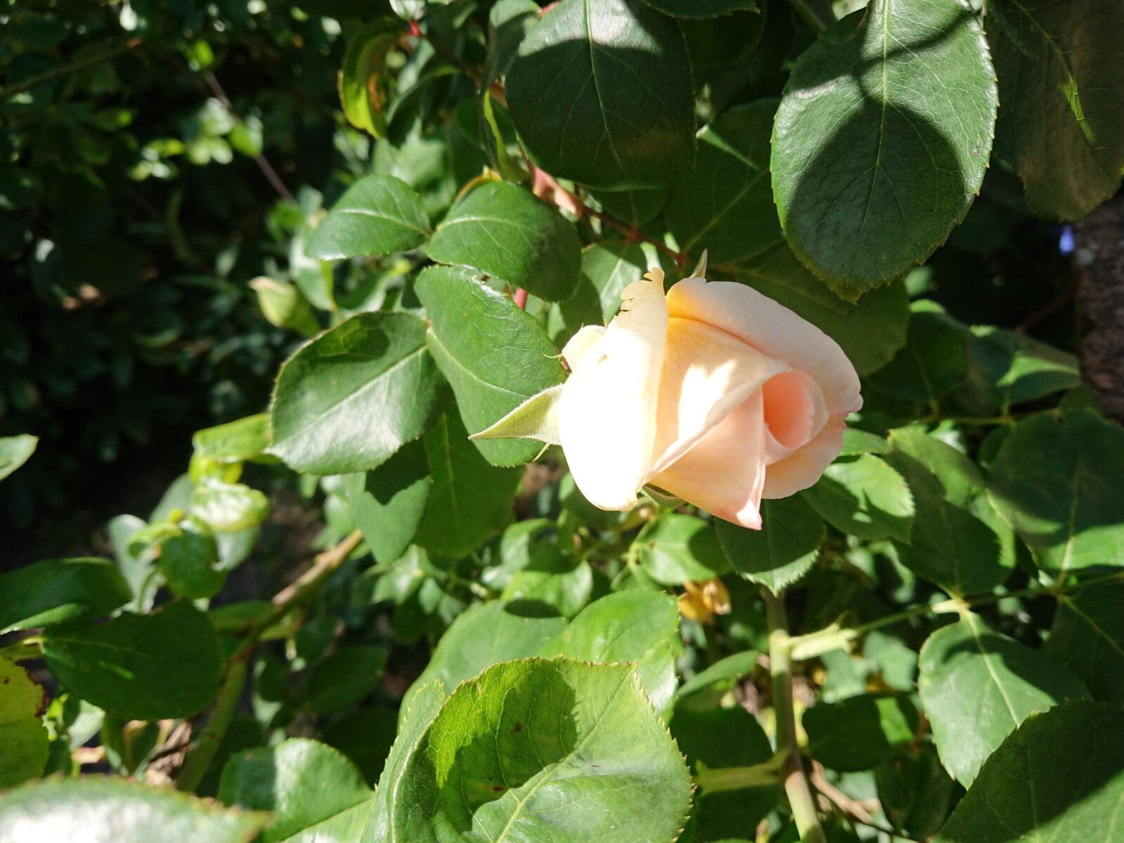 Sony Xperia XZ Premium sample photo. Rose, garden, rosebud photography