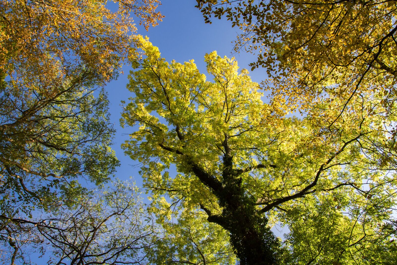 Nikon D5500 sample photo. Trees, leaves, summer photography