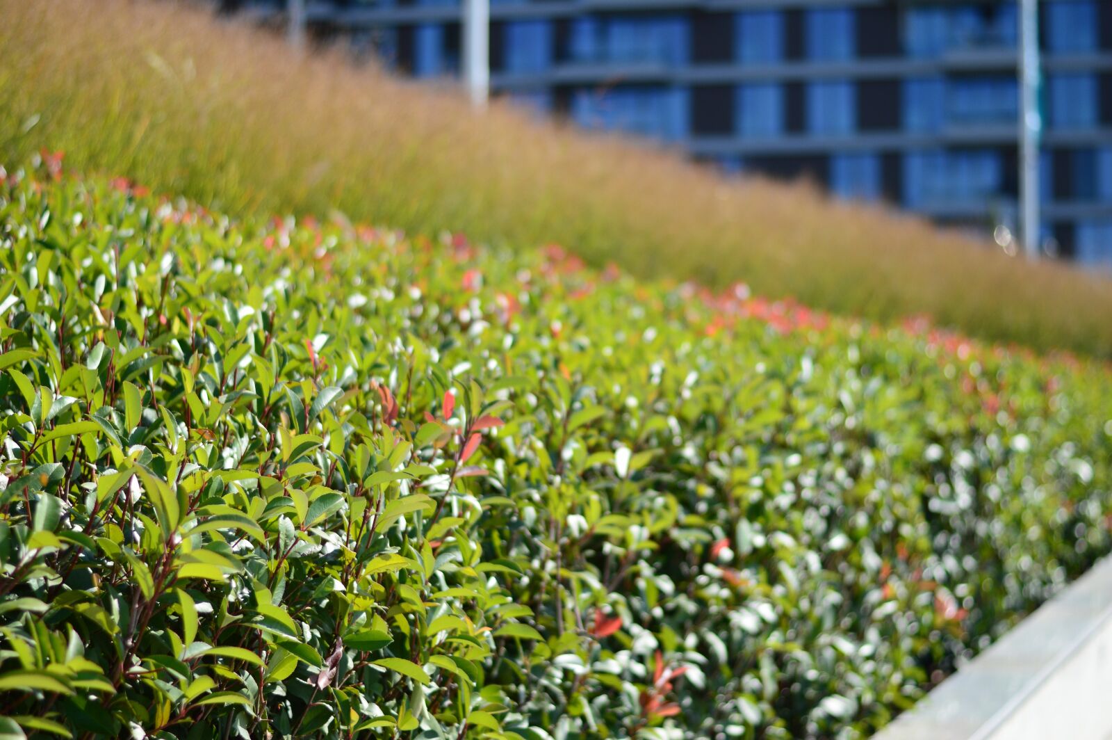 Nikon D3200 sample photo. Plants, leaves, city photography