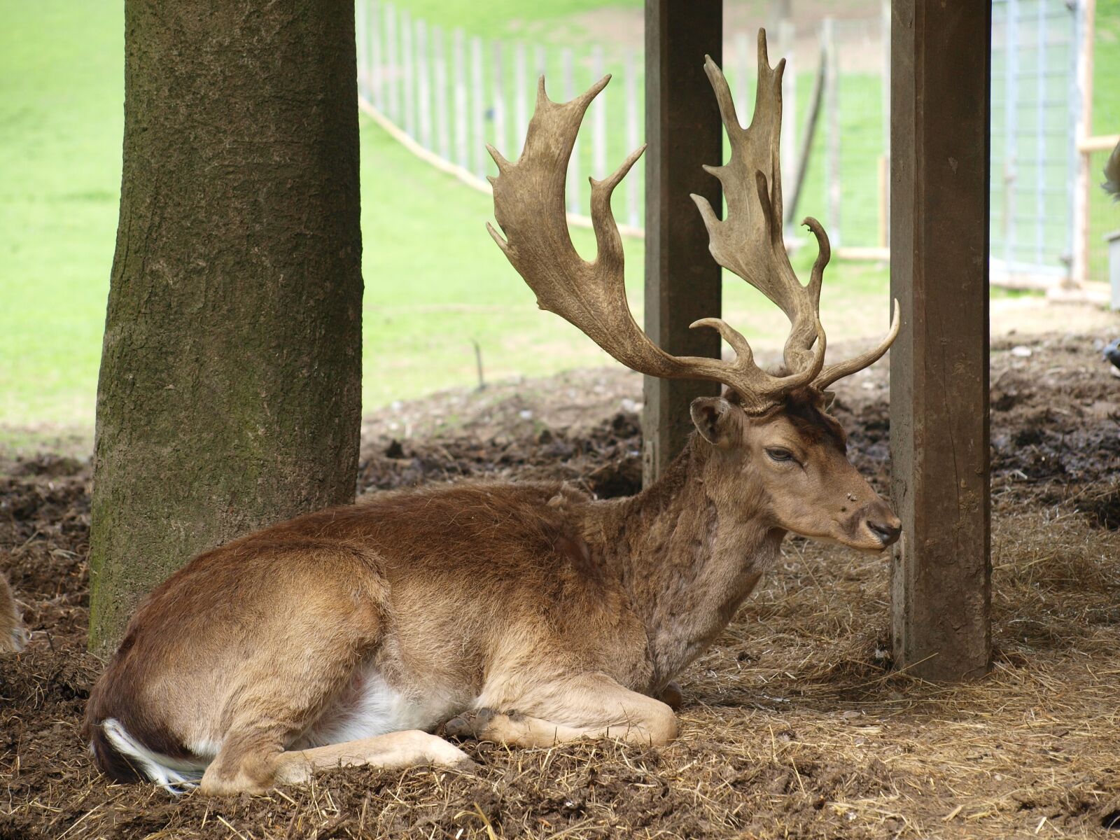 Olympus E-420 (EVOLT E-420) sample photo. Hirsch, antler, wild photography