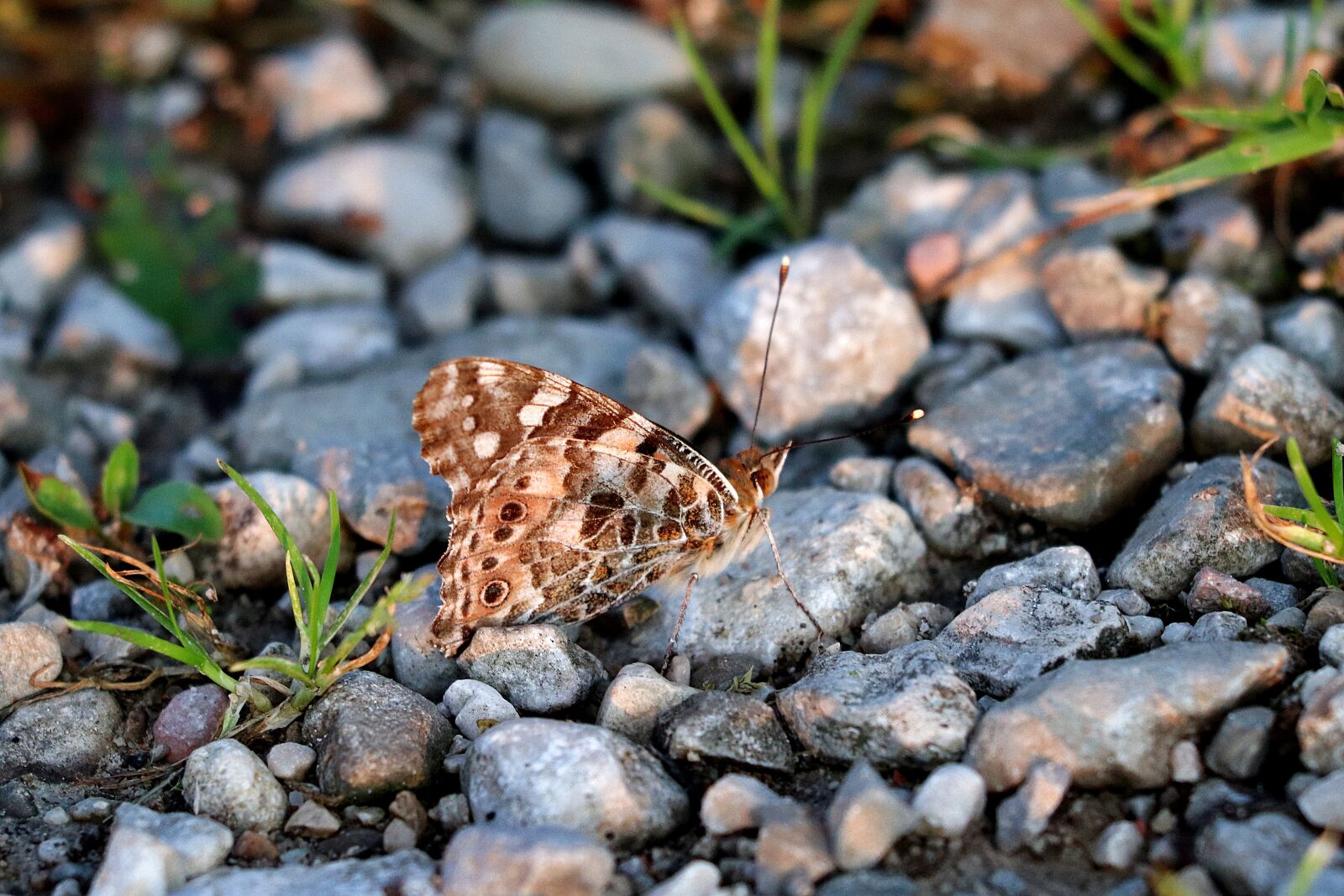 Canon EF 70-300 F4-5.6 IS II USM sample photo. Butterfly, wing, close up photography