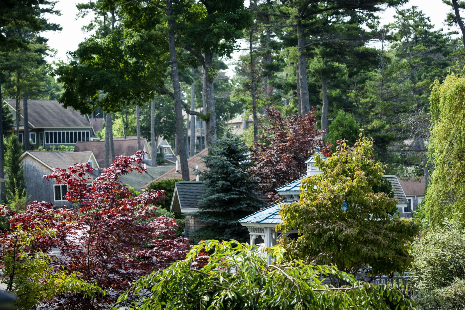 Nikon D7100 sample photo. Trees, beautiful area, maine photography