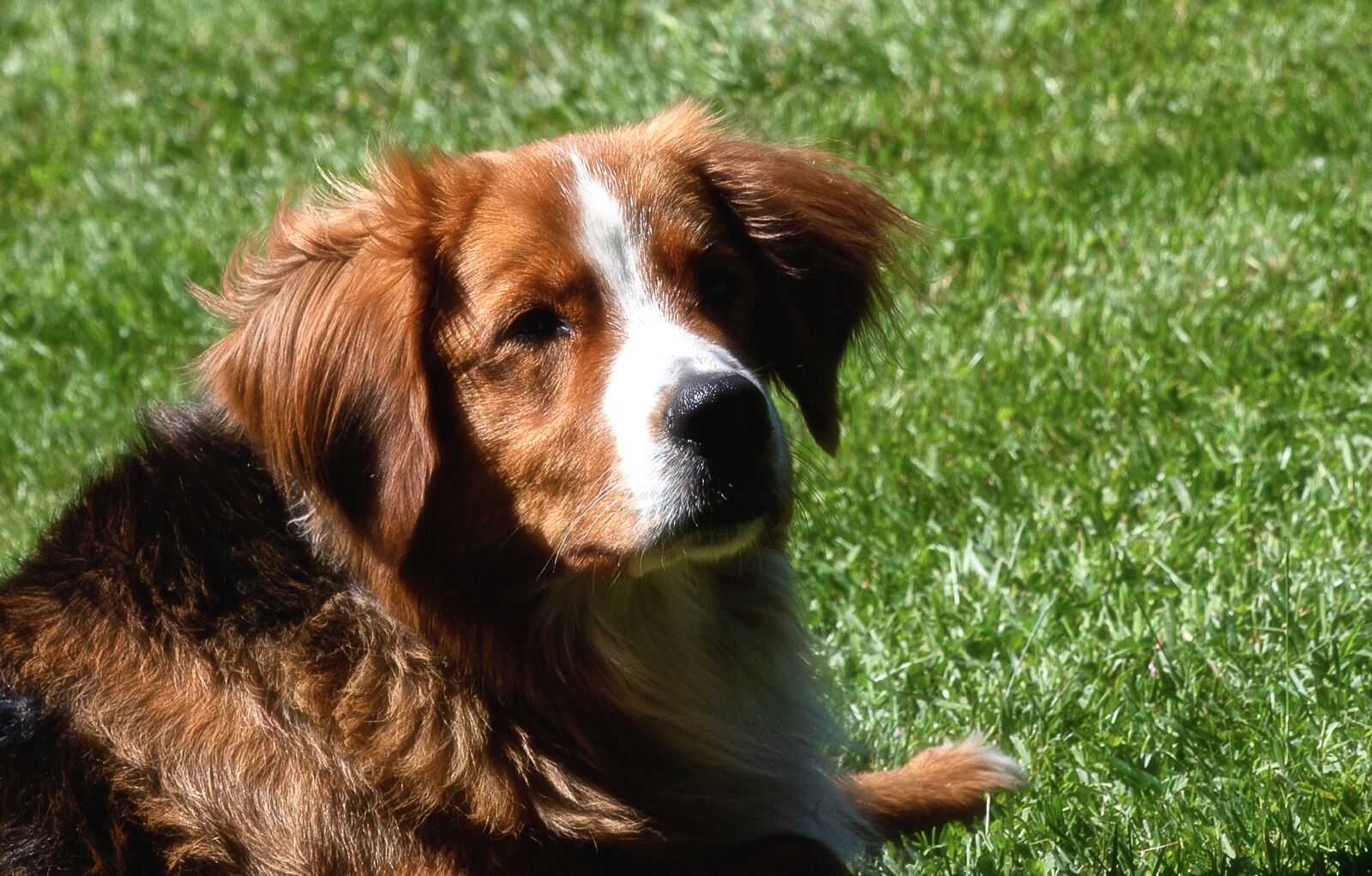 Canon EF 70-300mm F4-5.6 IS USM sample photo. Dog, mammal, animal photography