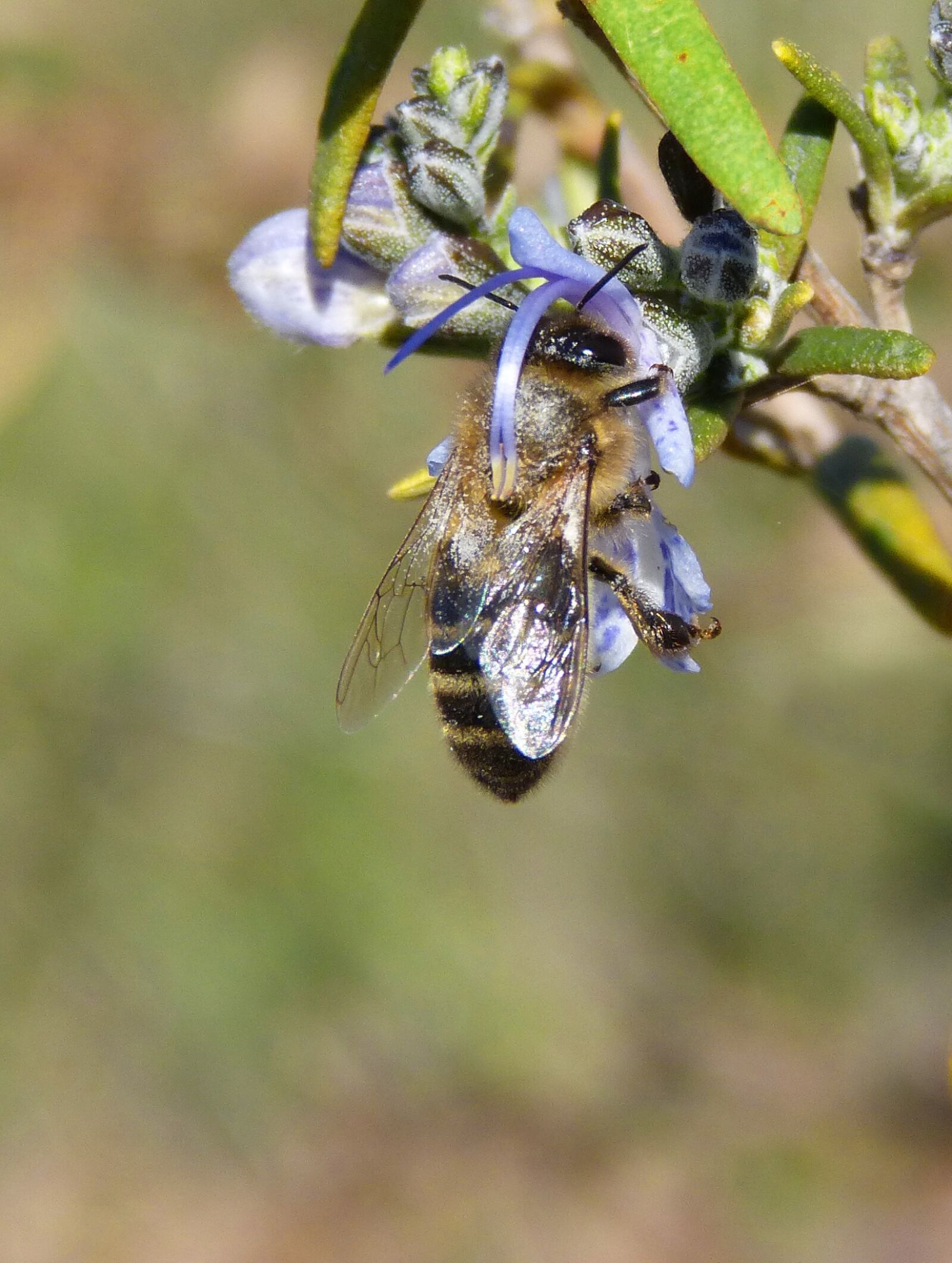 Panasonic DMC-FZ62 sample photo. Bee, rosemary, libar photography