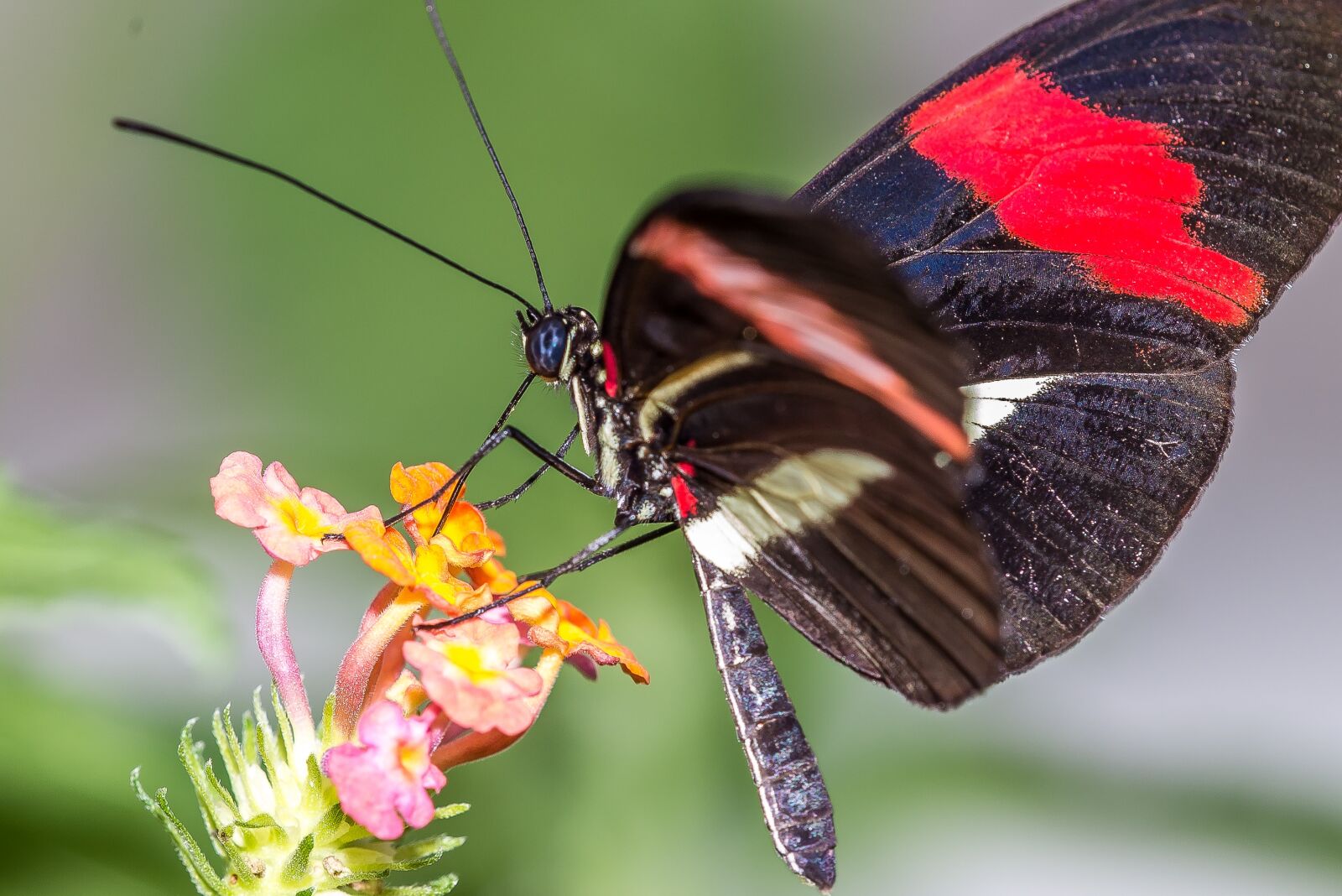 Nikon D600 sample photo. Butterfly, flower, insect photography