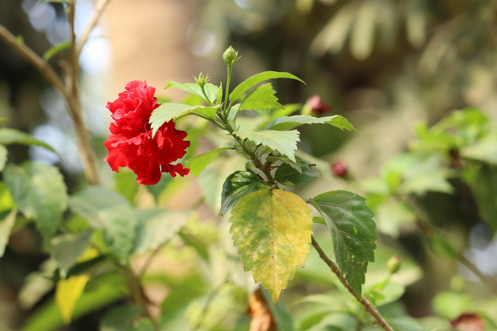 Canon EOS 250D (EOS Rebel SL3 / EOS Kiss X10 / EOS 200D II) sample photo. Flower, hibicus, garden photography