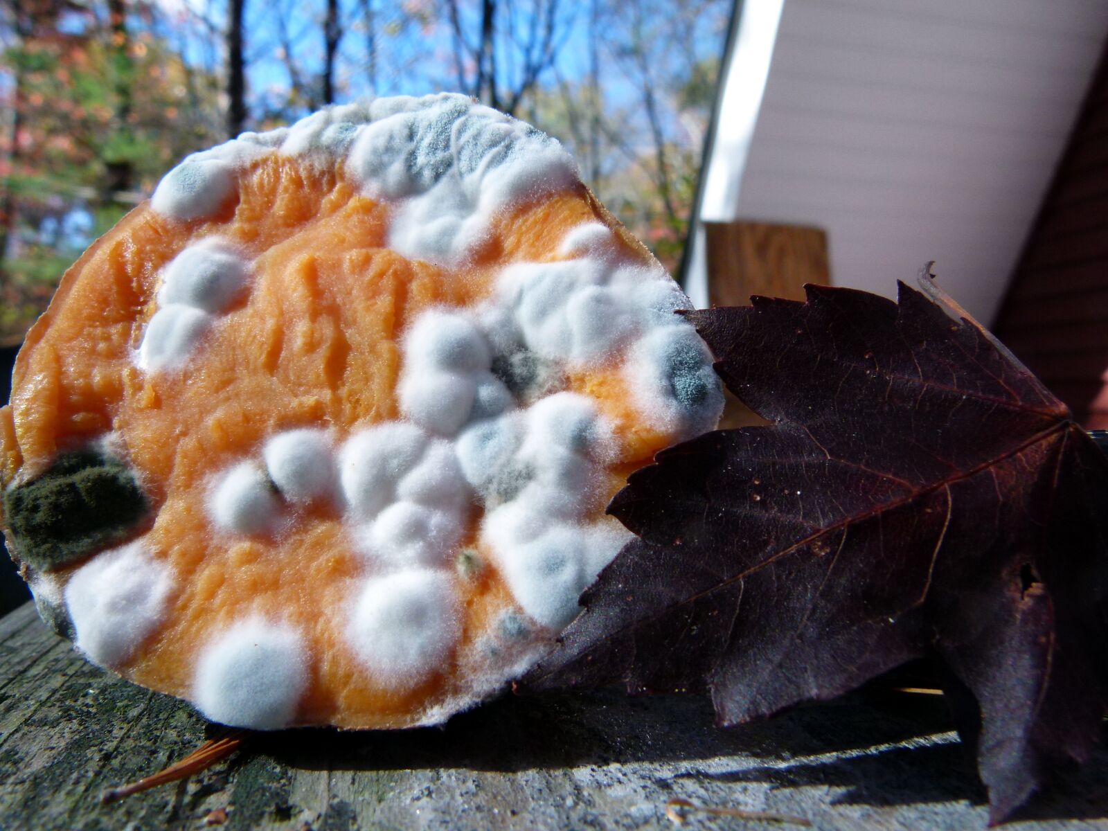 Panasonic Lumix DMC-FZ100 sample photo. Mold on cooked yam photography