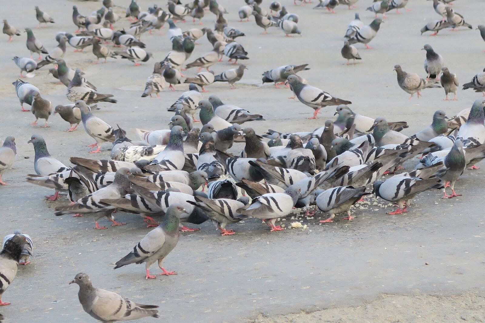 Canon PowerShot G7 X sample photo. Birds, pigeon photography