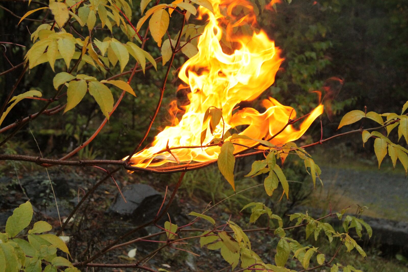 Canon EF 28-135mm F3.5-5.6 IS USM sample photo. Fire, nature, life photography