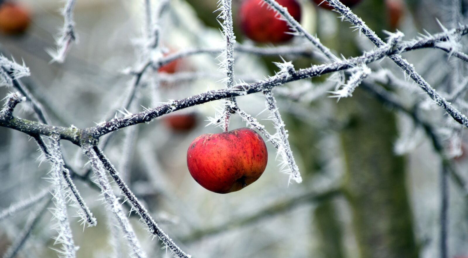 Nikon D3300 sample photo. Apple, frost, cold photography